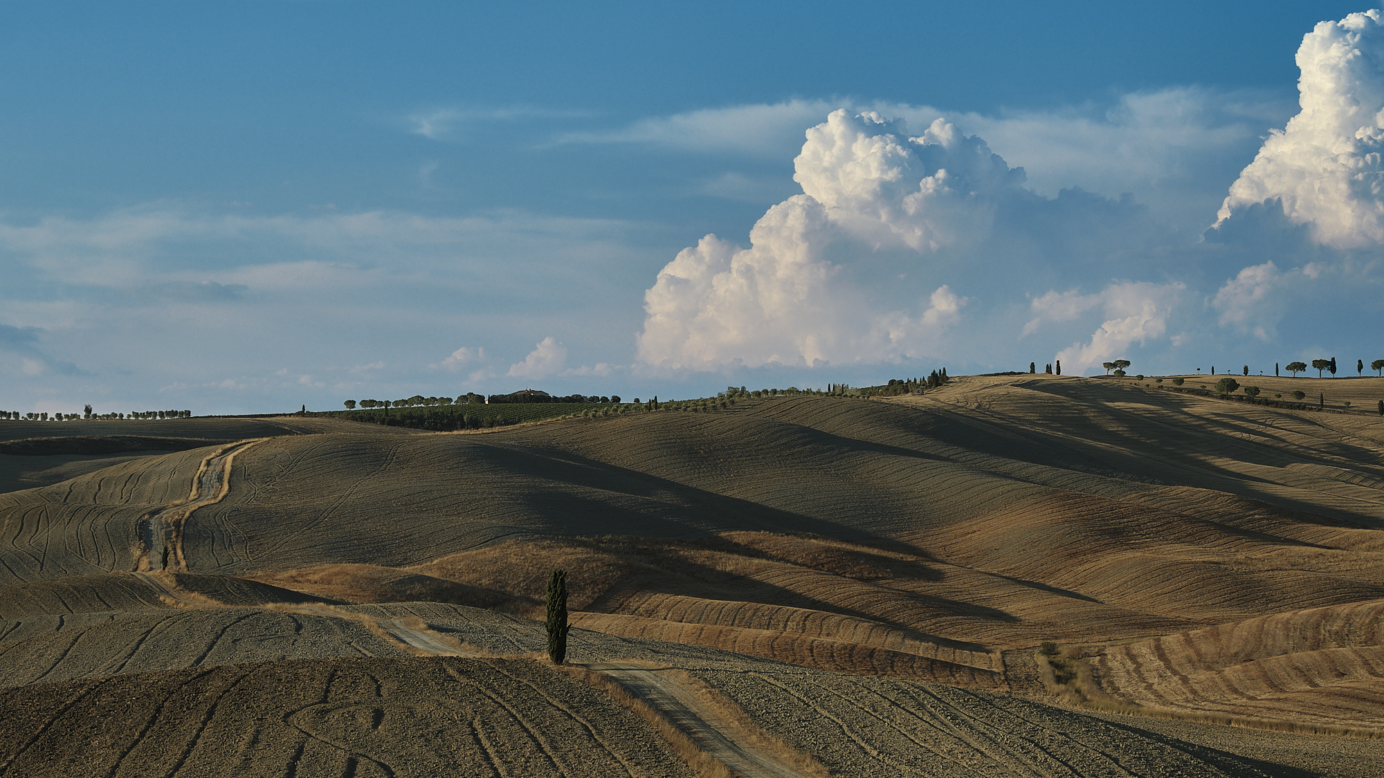 Lonely Tree, New1001