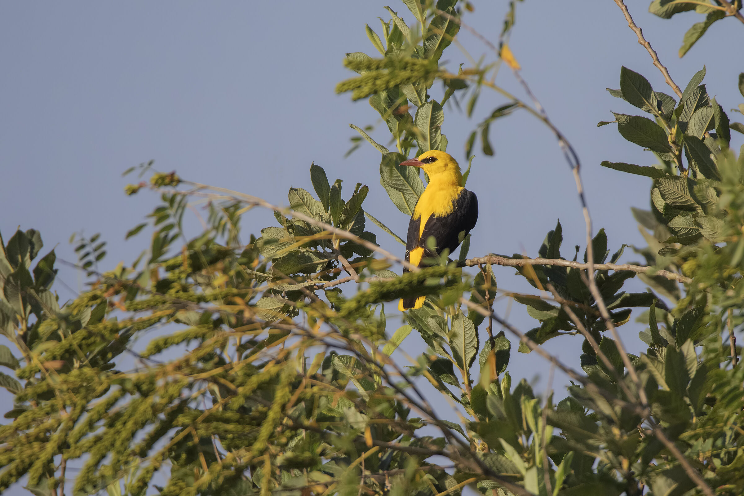 E finalmente il Rigogolo !