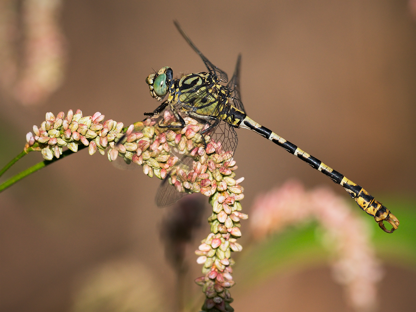 Dragonfly (Onychogomphus forcipatus - male)