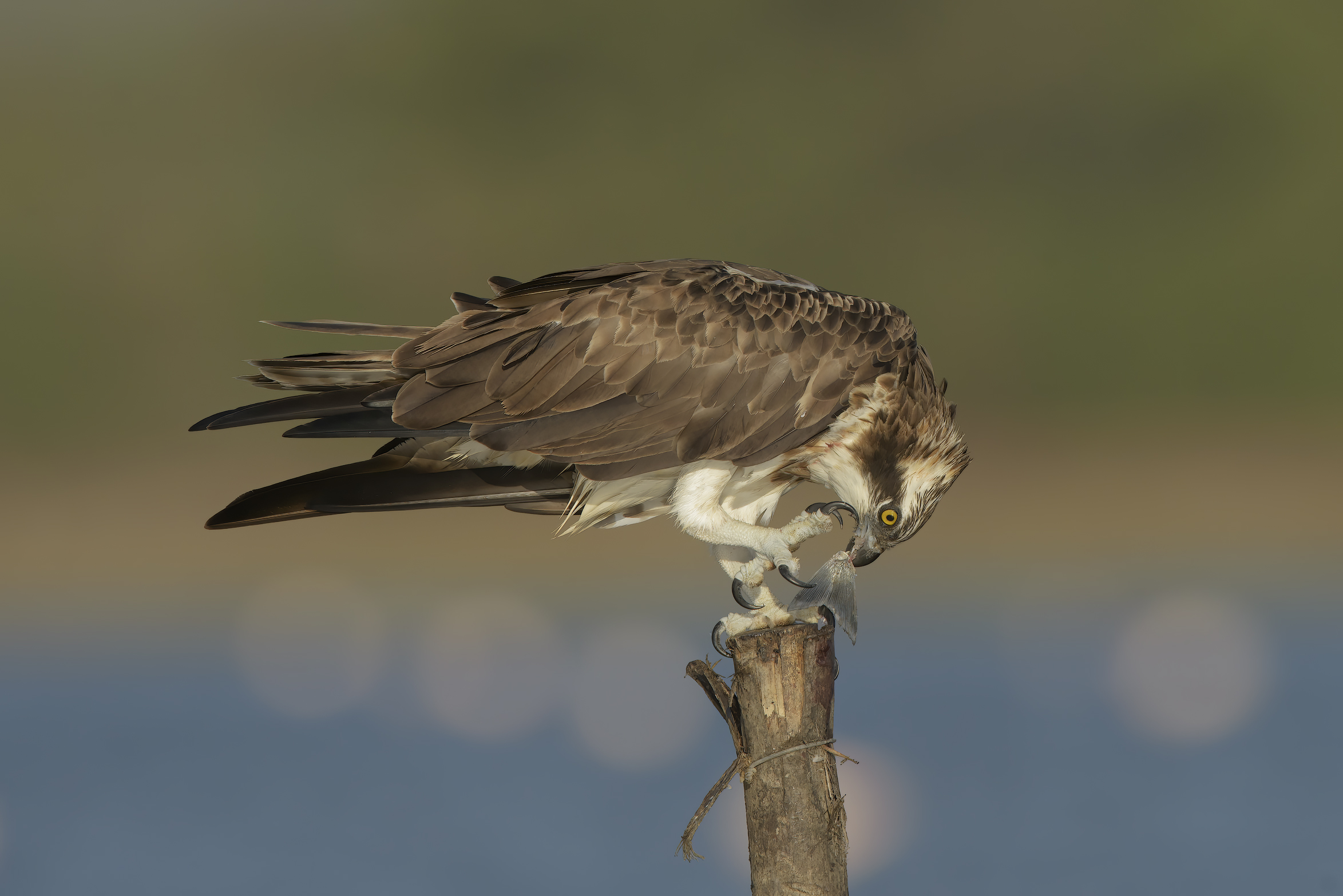 pescatore in alimentazione