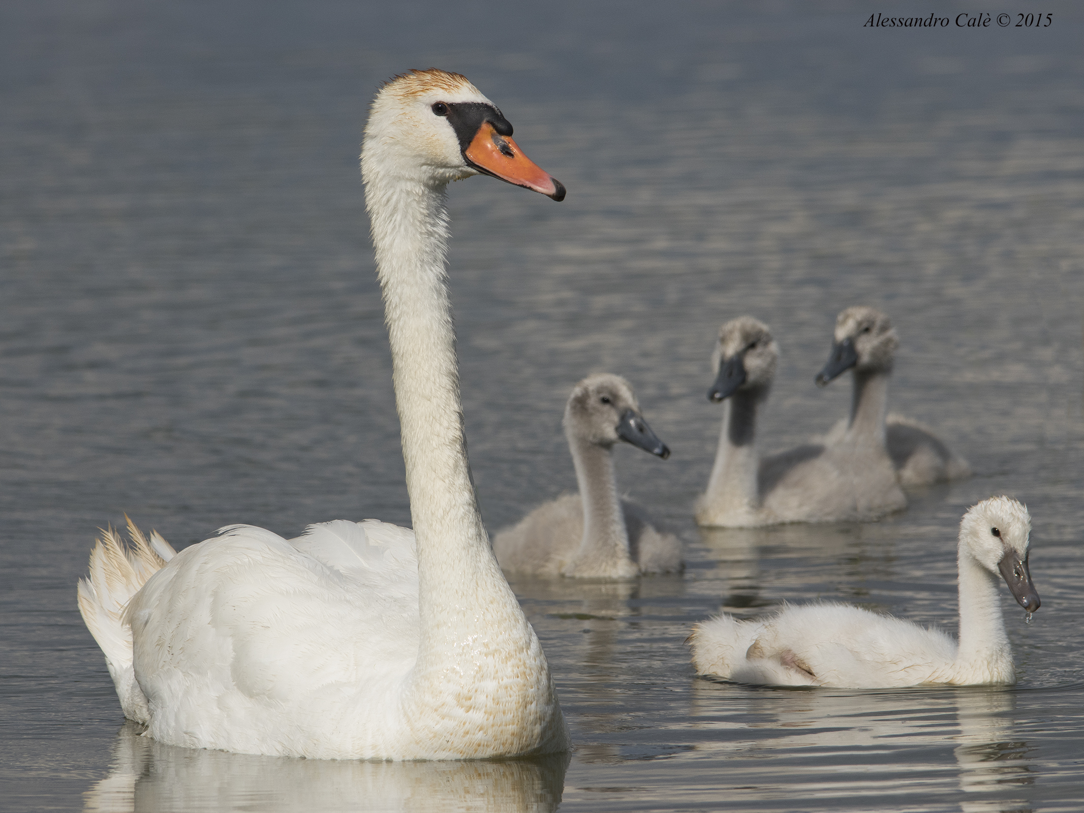 Cygnus olor (Cigno reale) 4503
