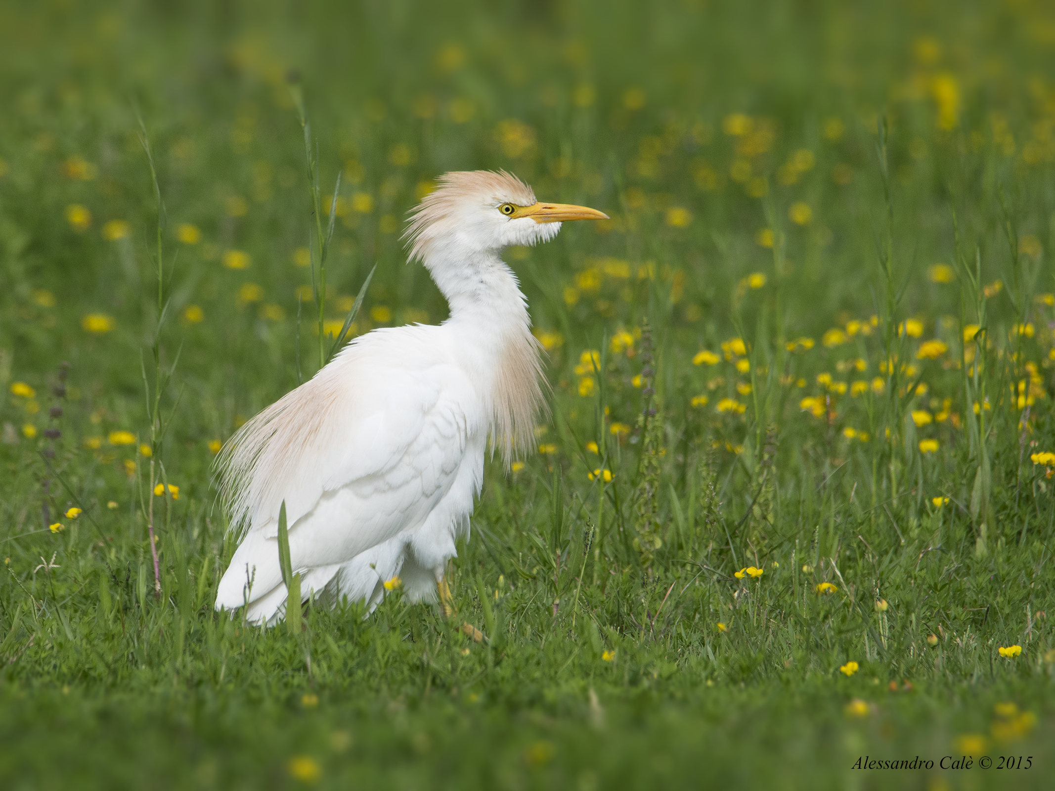 Bubulcus ibis (Airone guardabuoi) 4213