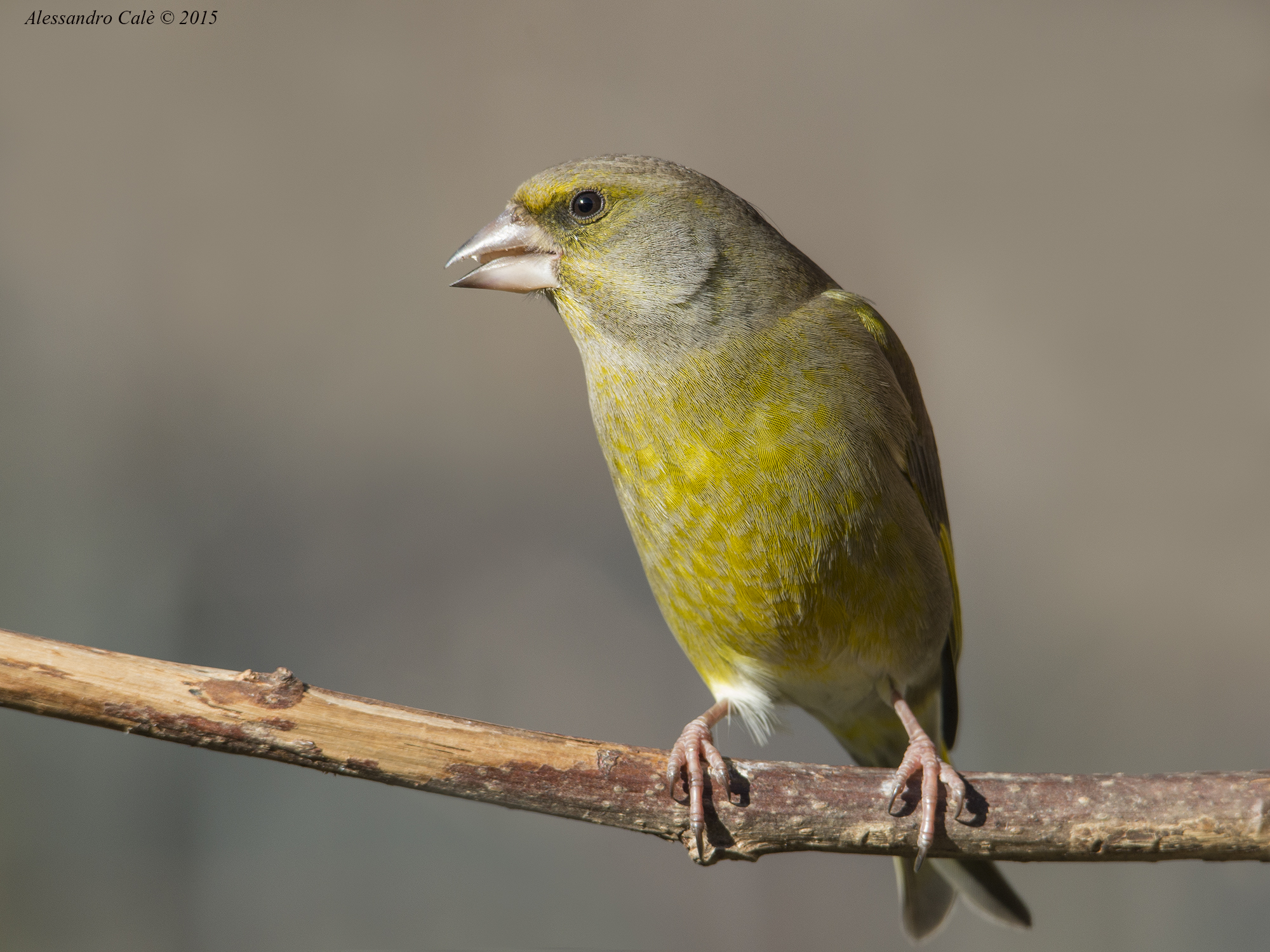 Carduelis chloris (Verdone) 6485