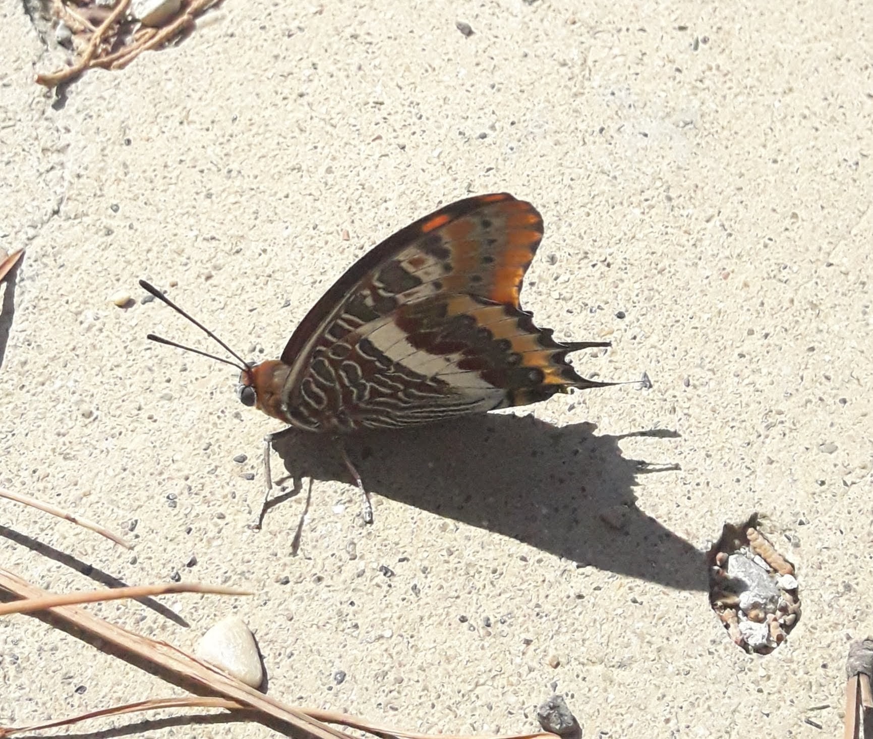 Ninfa del corbezzolo