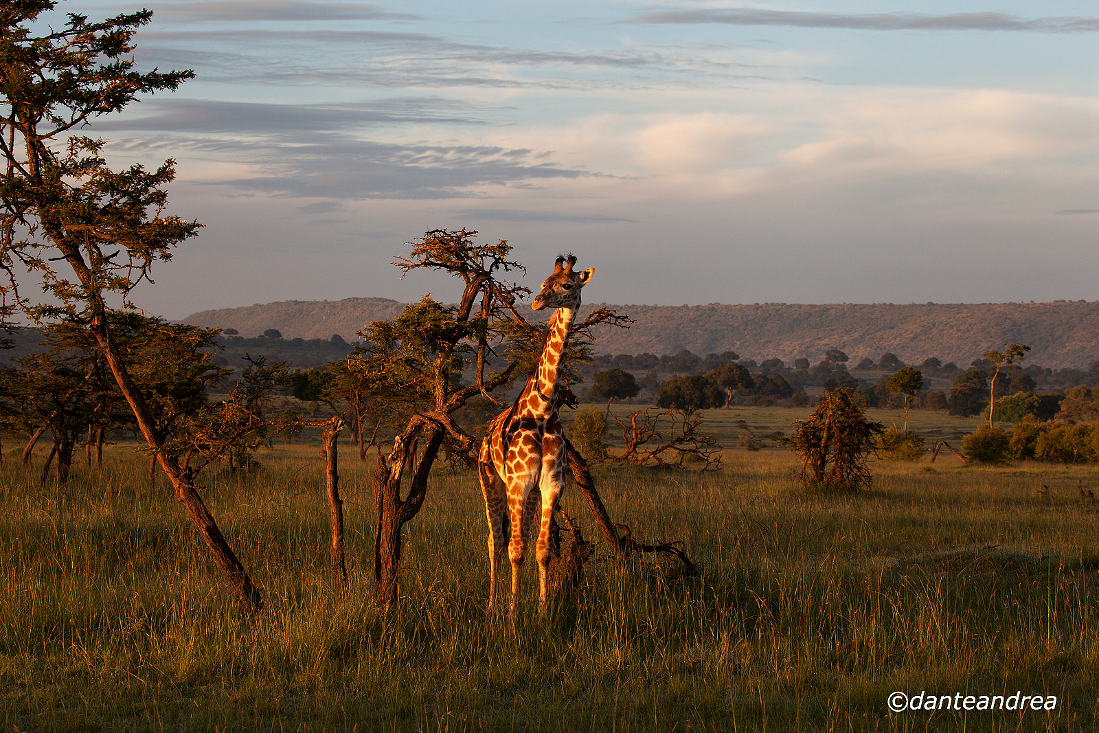 Giraffe at dawn