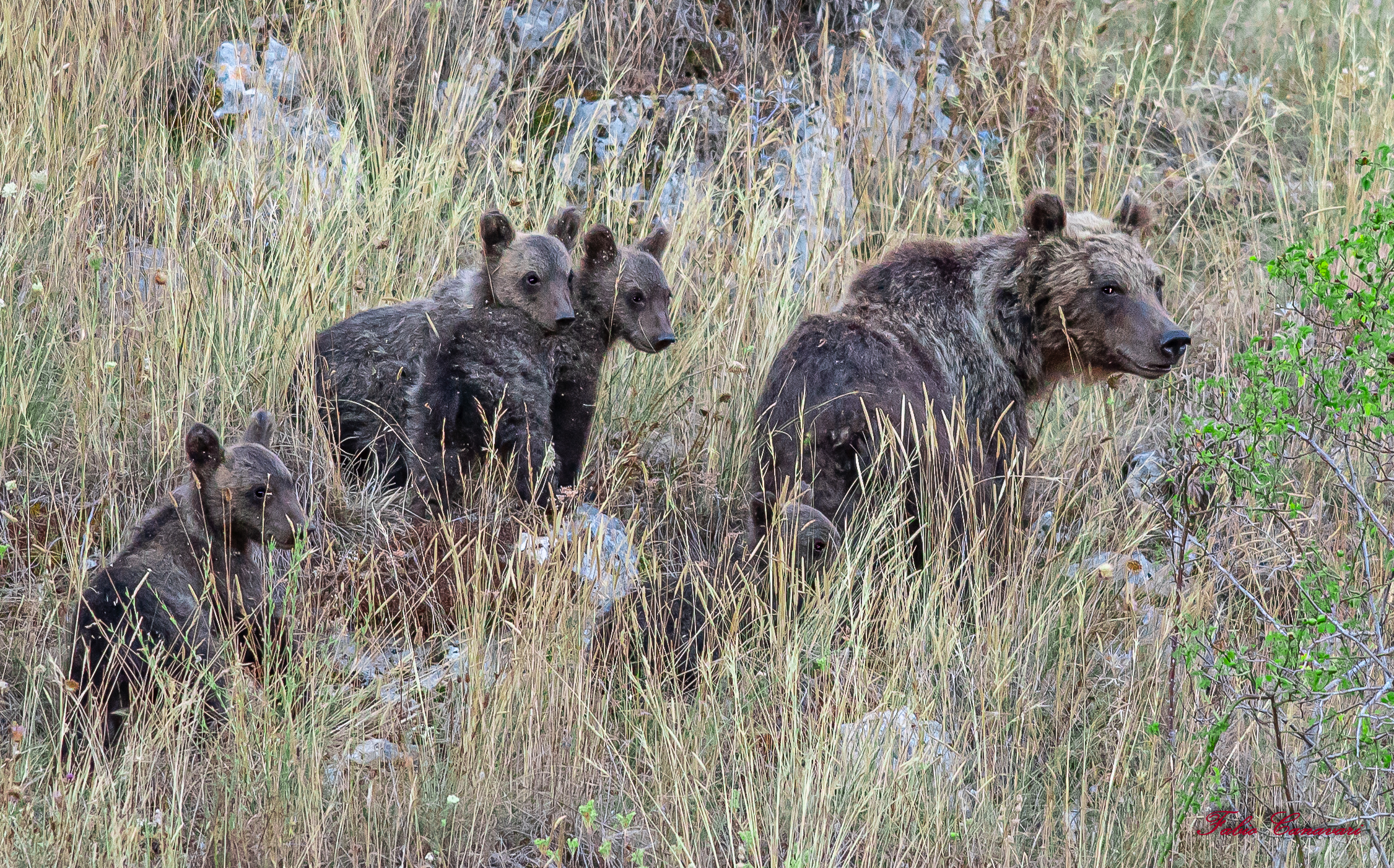 Marsican Bear with 4 Puppies
