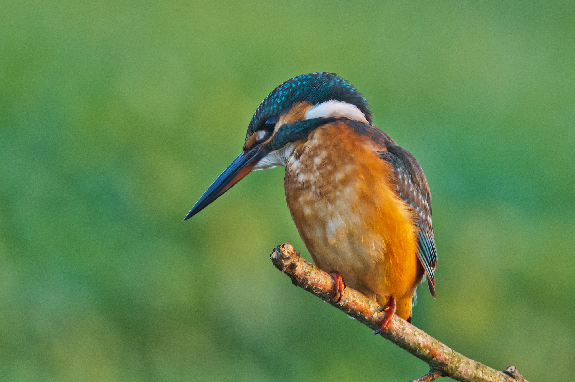 Kingfisher, Alcedo atthis (Linnaeus, 1758)