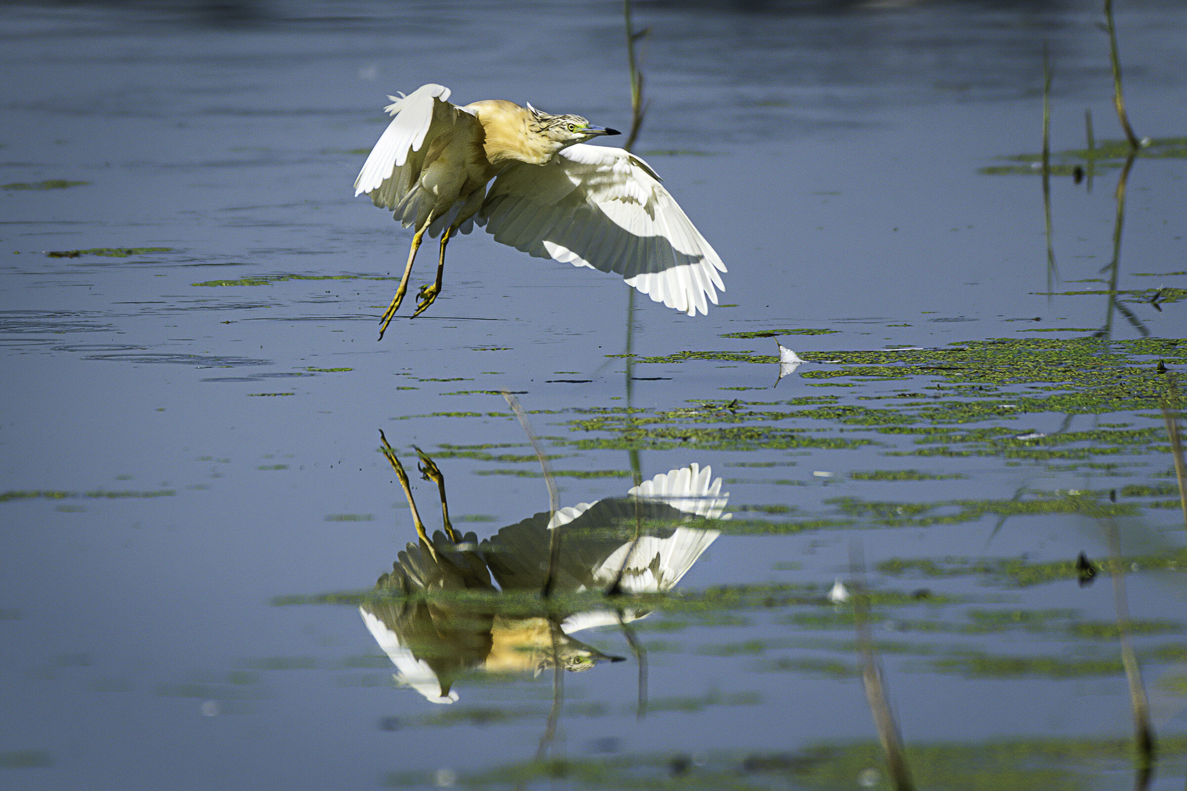 l'arrivo della sgarza