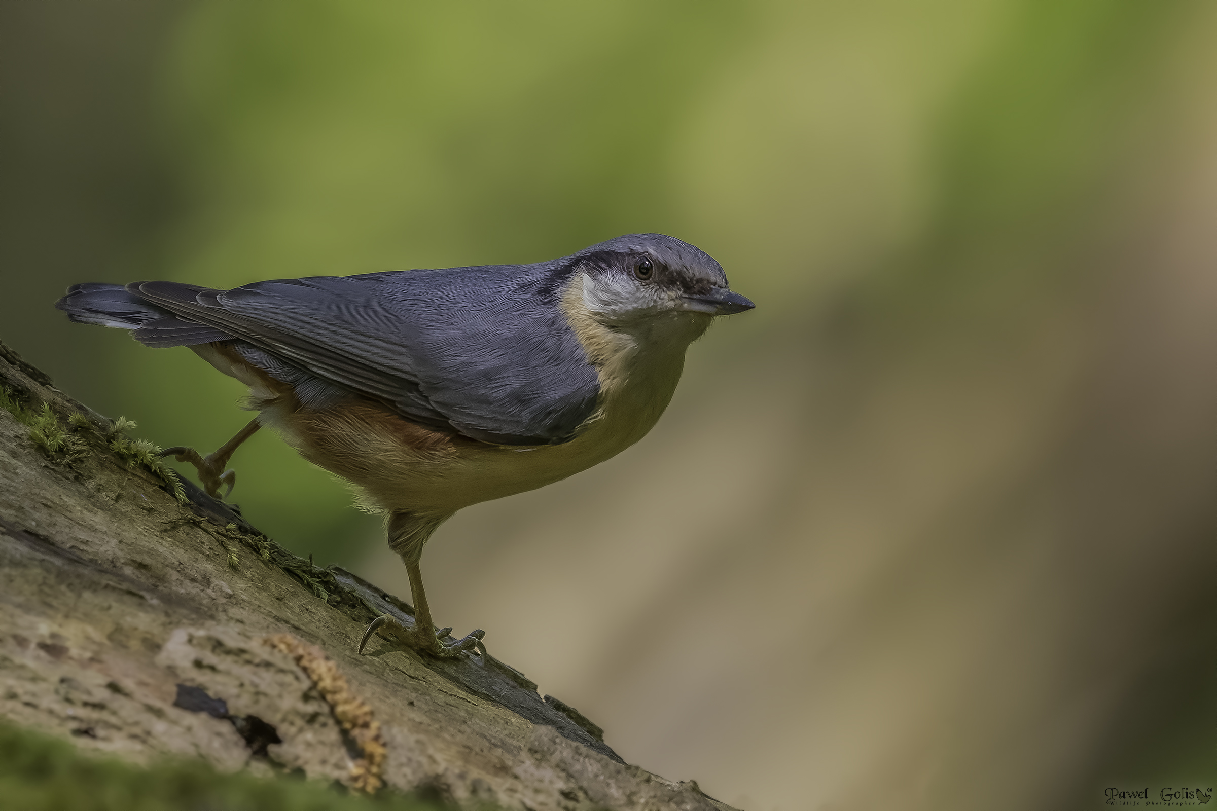 Nuthatch (Sitta europaea)