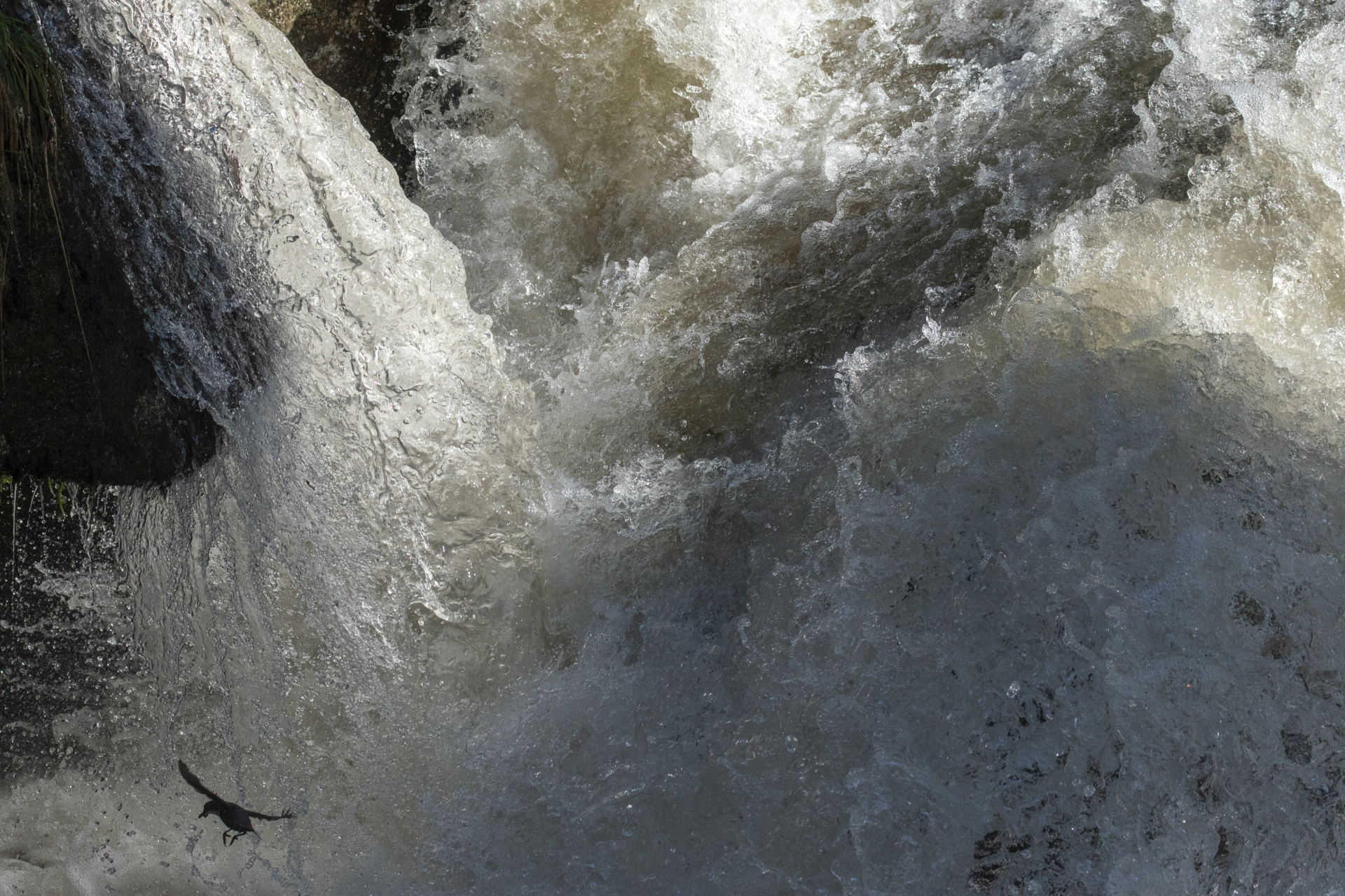 The aquaiolo in its environment