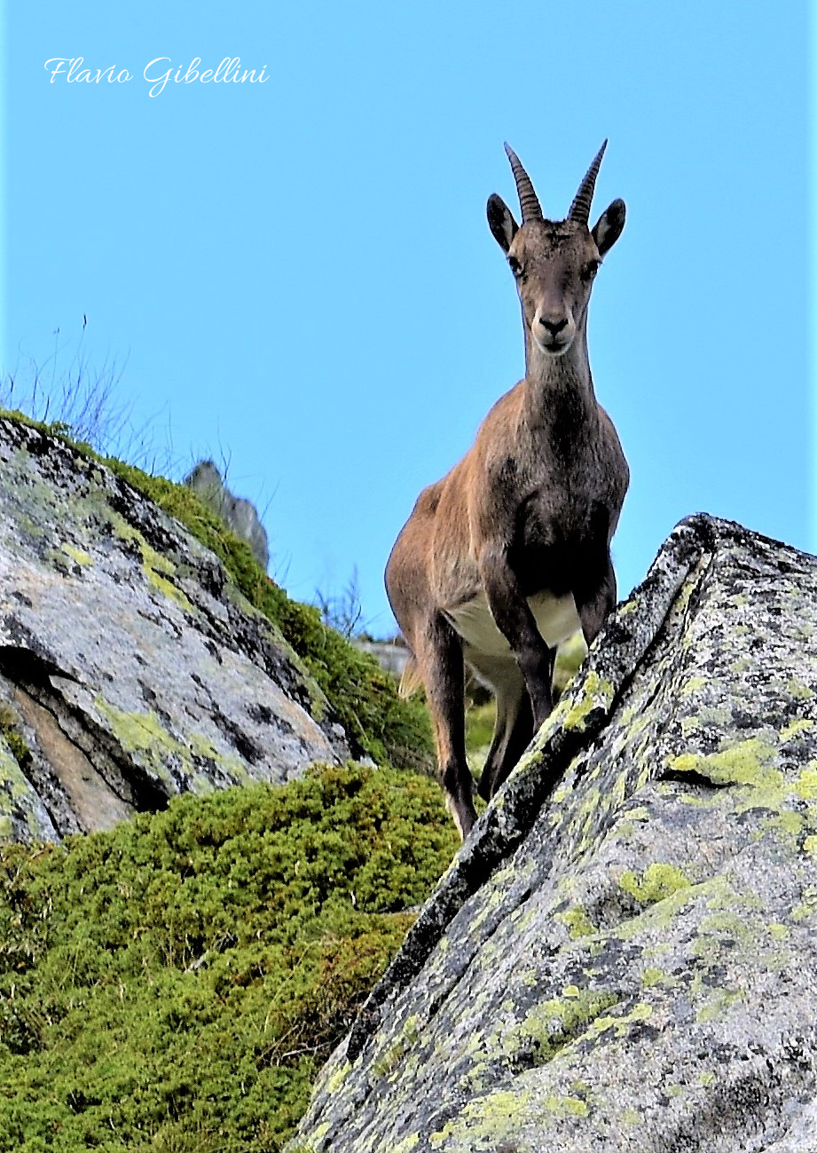 Vigile femmina di stambecco