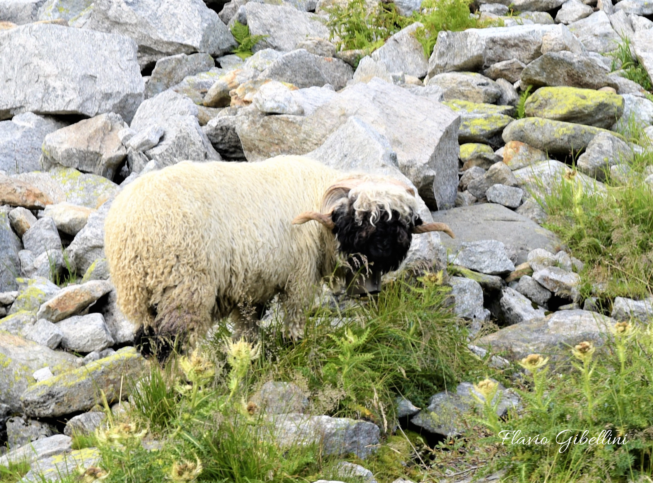 Pecora vallesana dal naso nero