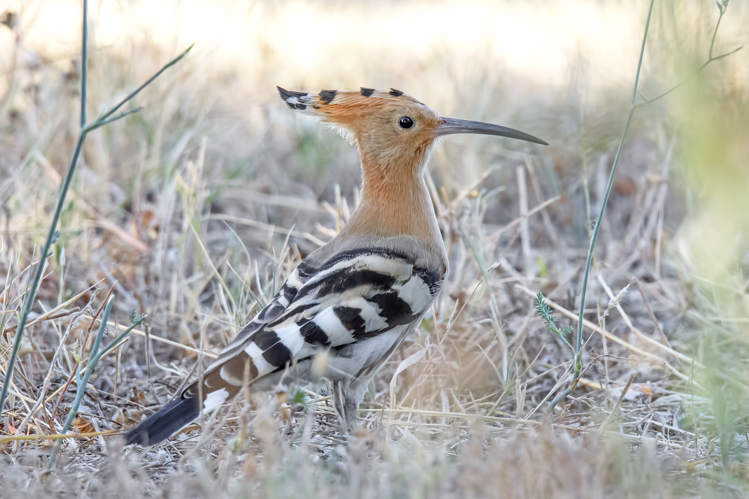 Hoopoe