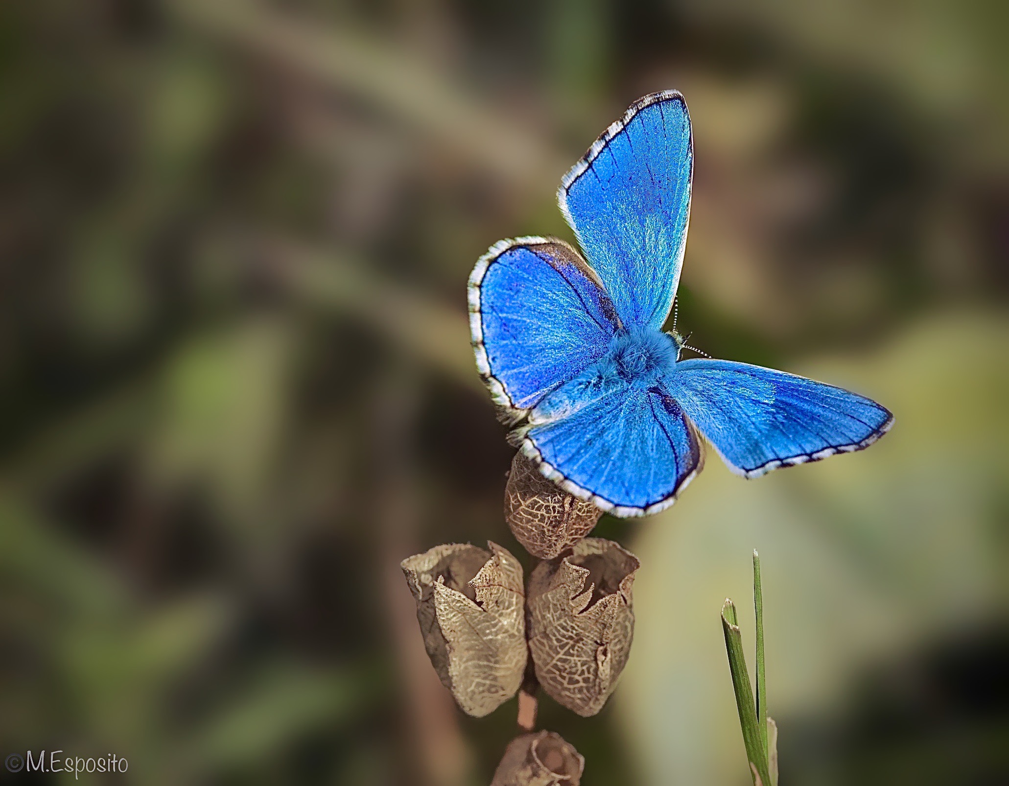 Blue butterfly