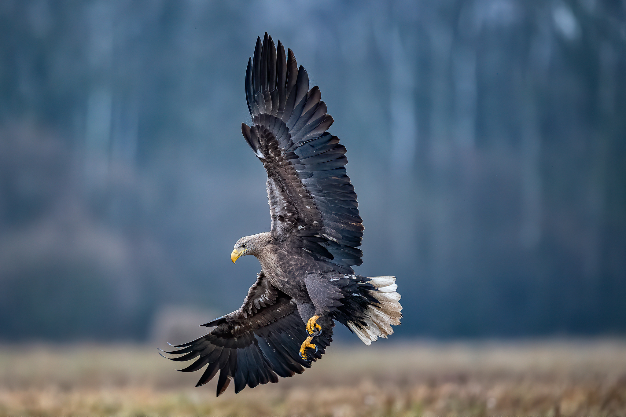 In flight