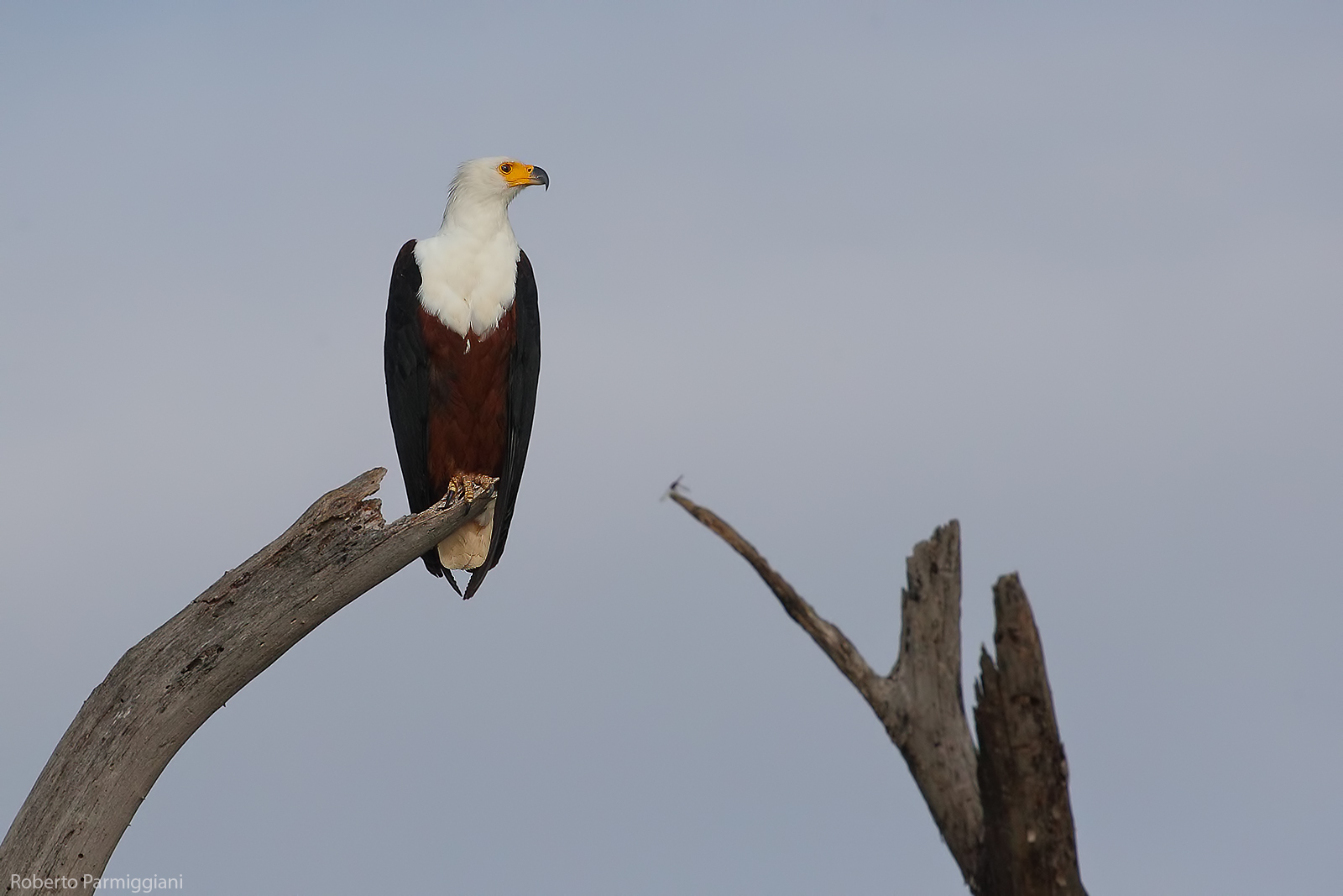 African fishing eagle