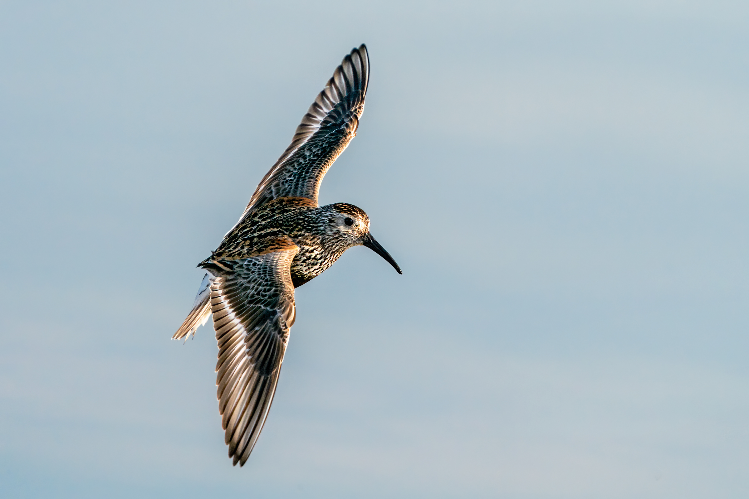 Black belly piovanelli