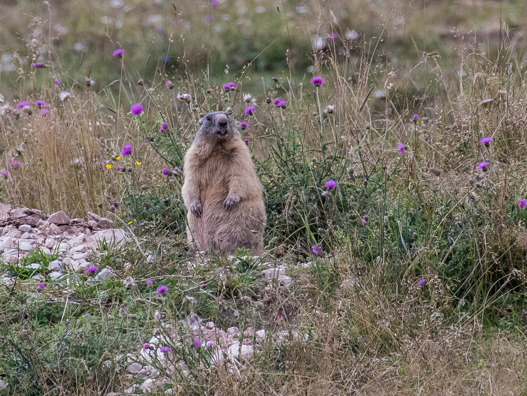 Marmotta