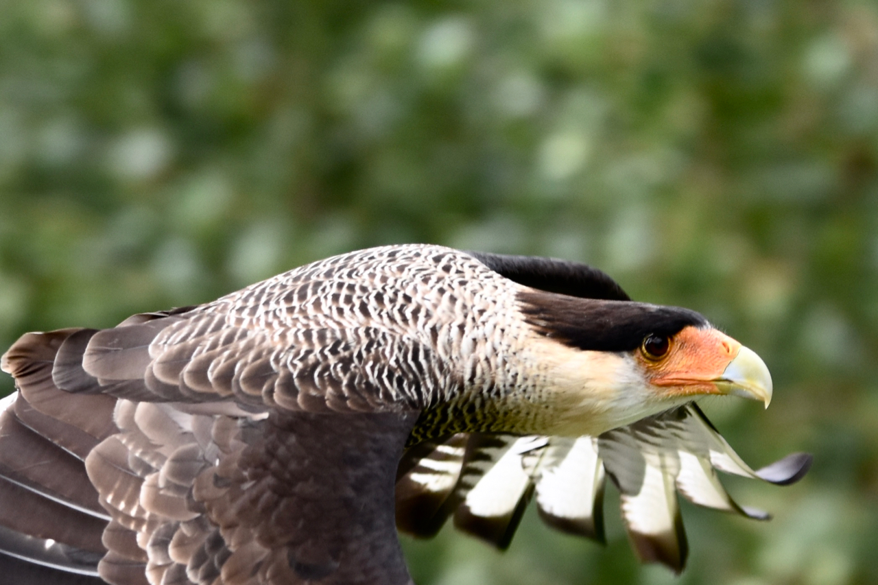 Rapaci in volo "centro recupero avifauna Castel Tirolo&...
