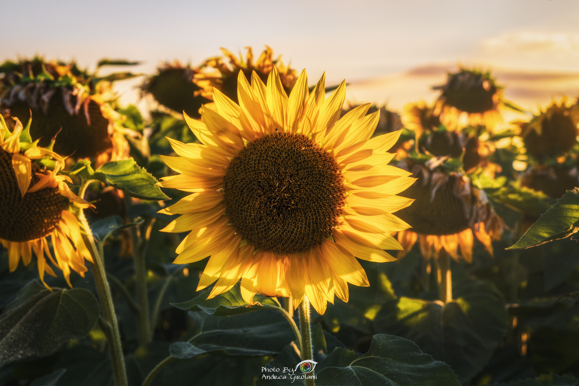 Sunflower, New California