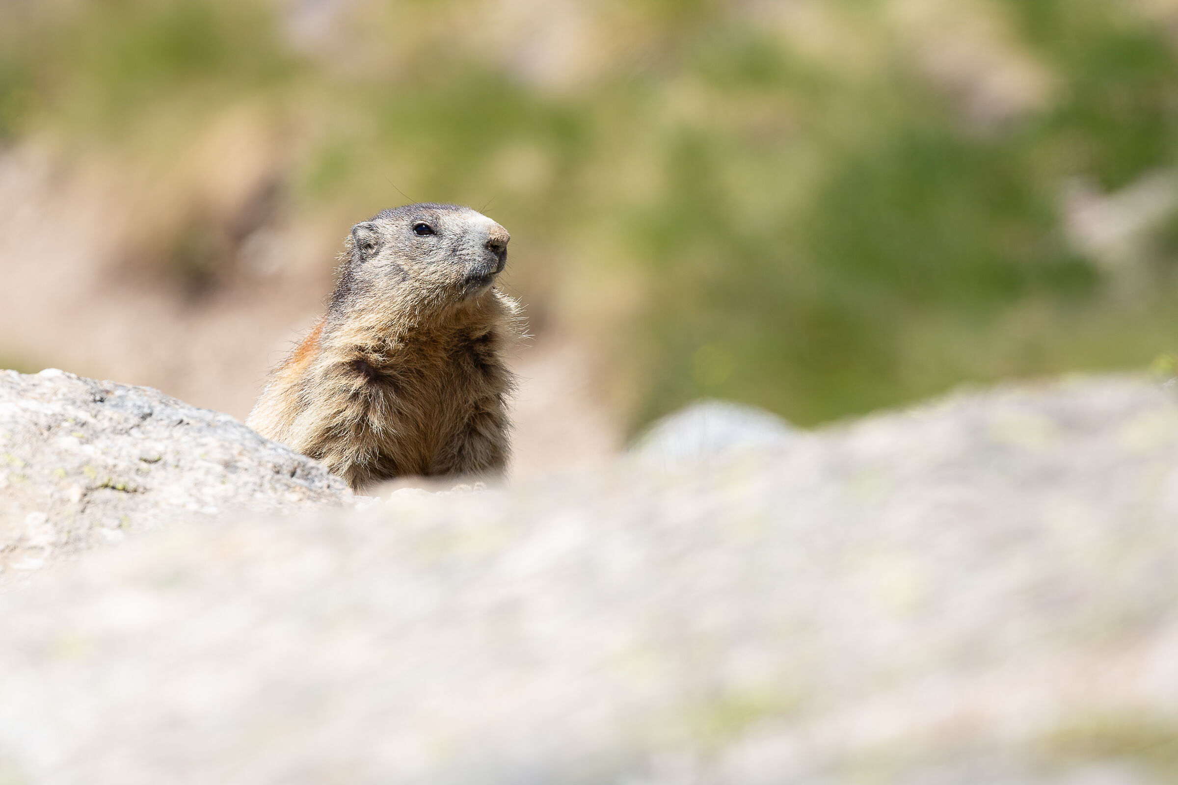 Marmot