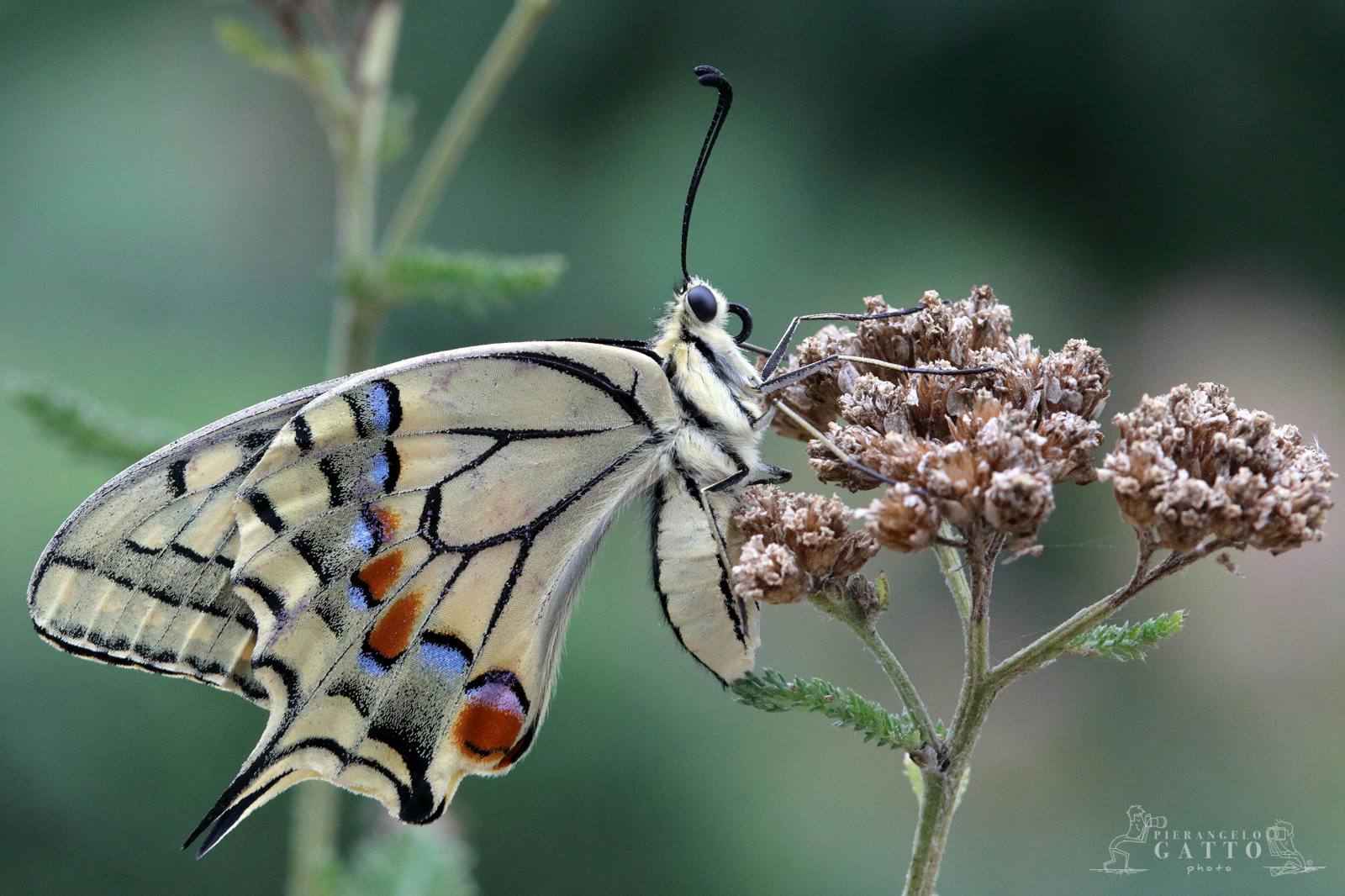 Papilio machaon