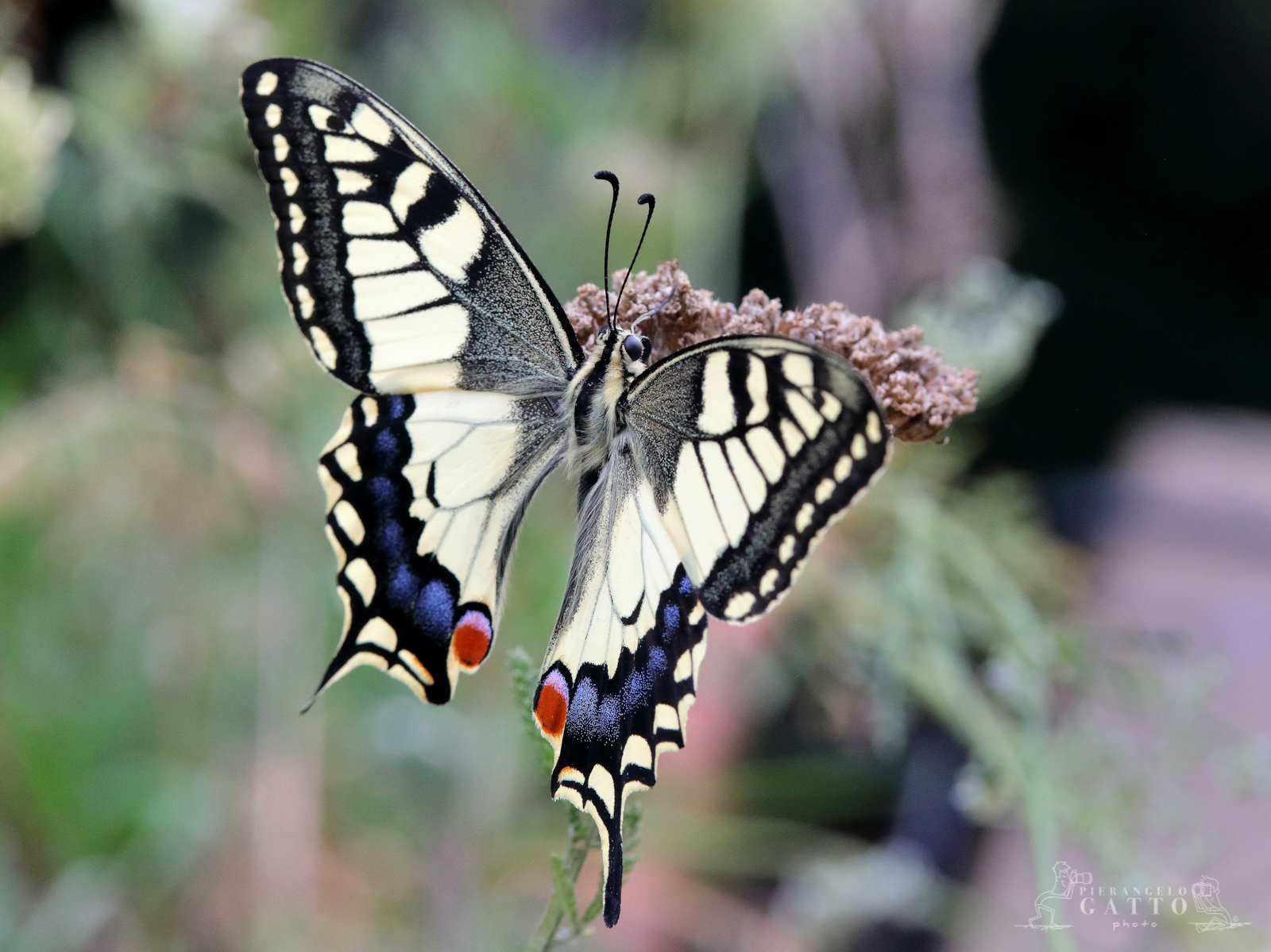 Machaon Papilio