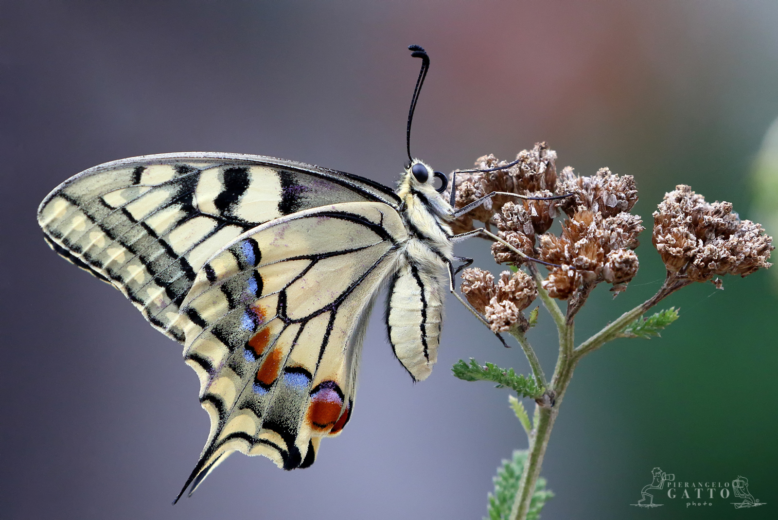 Papilio machaon