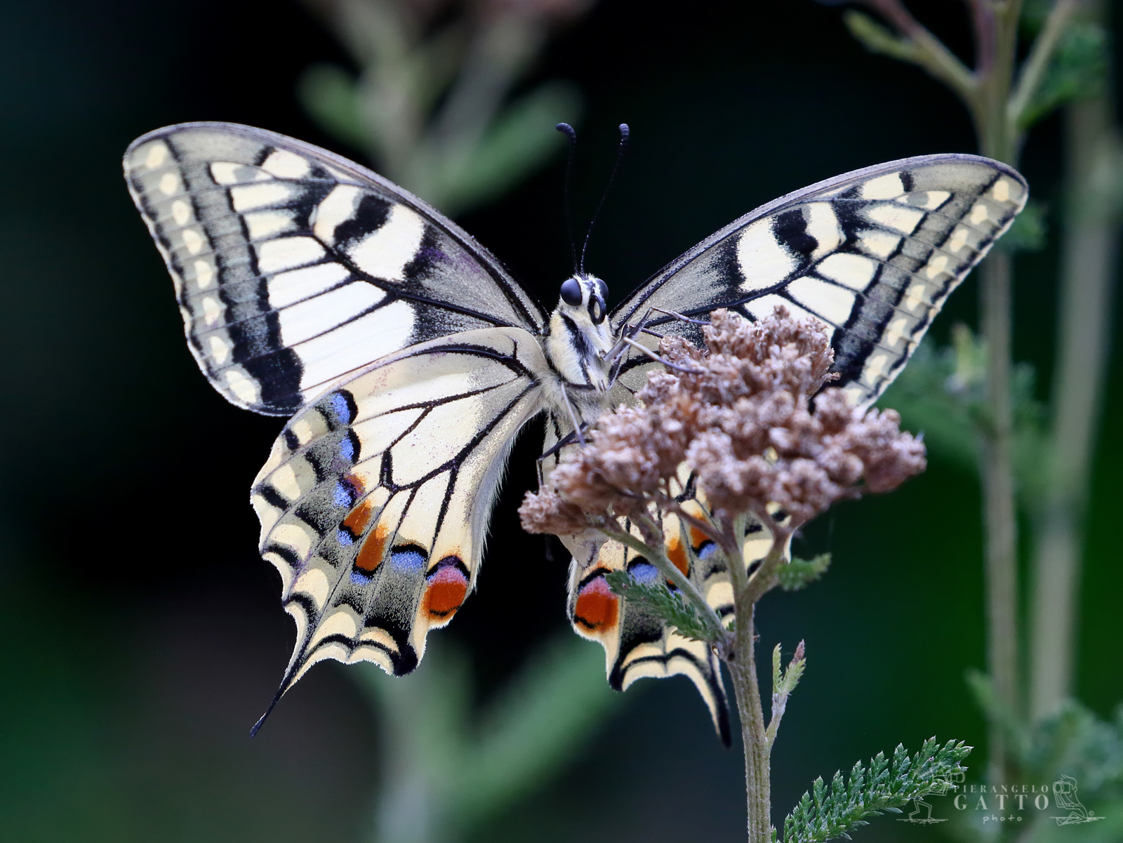 Papilio machaon