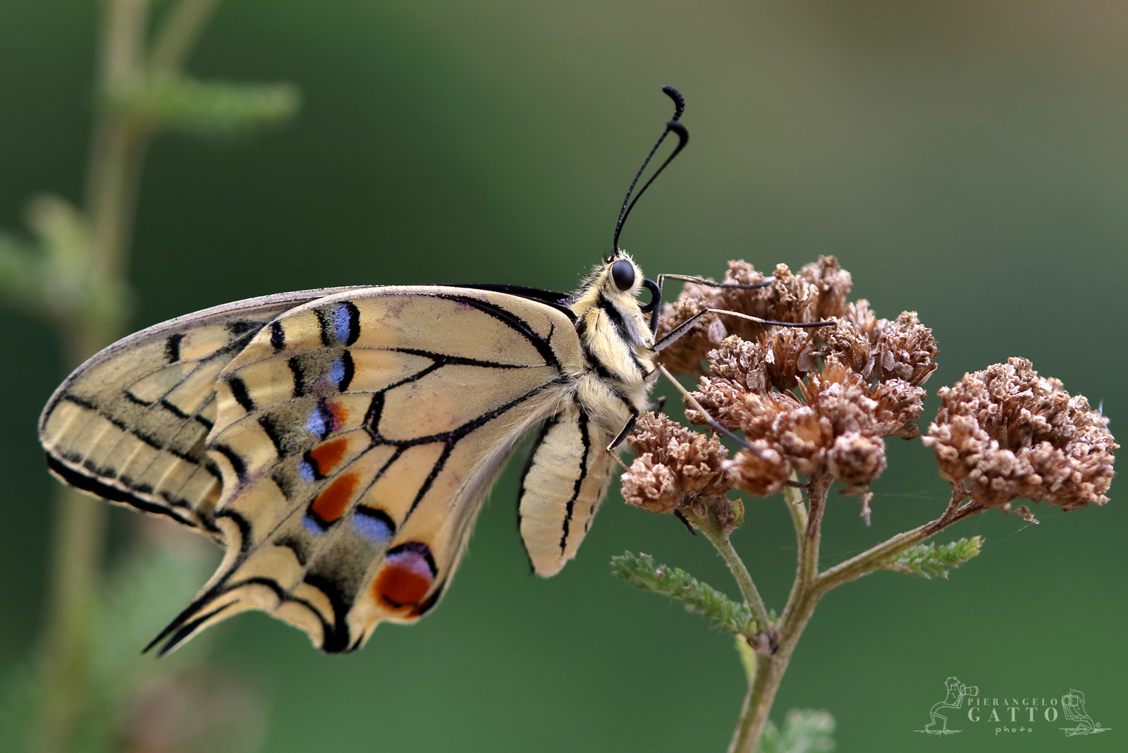 Machaon Papilio