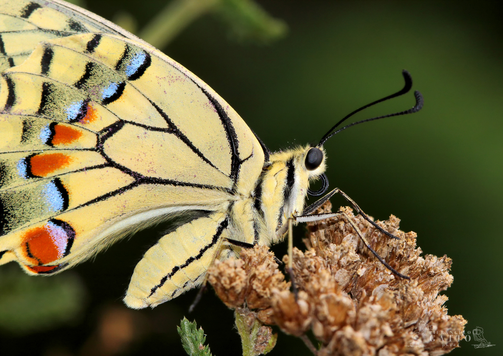 Machaon Papilio