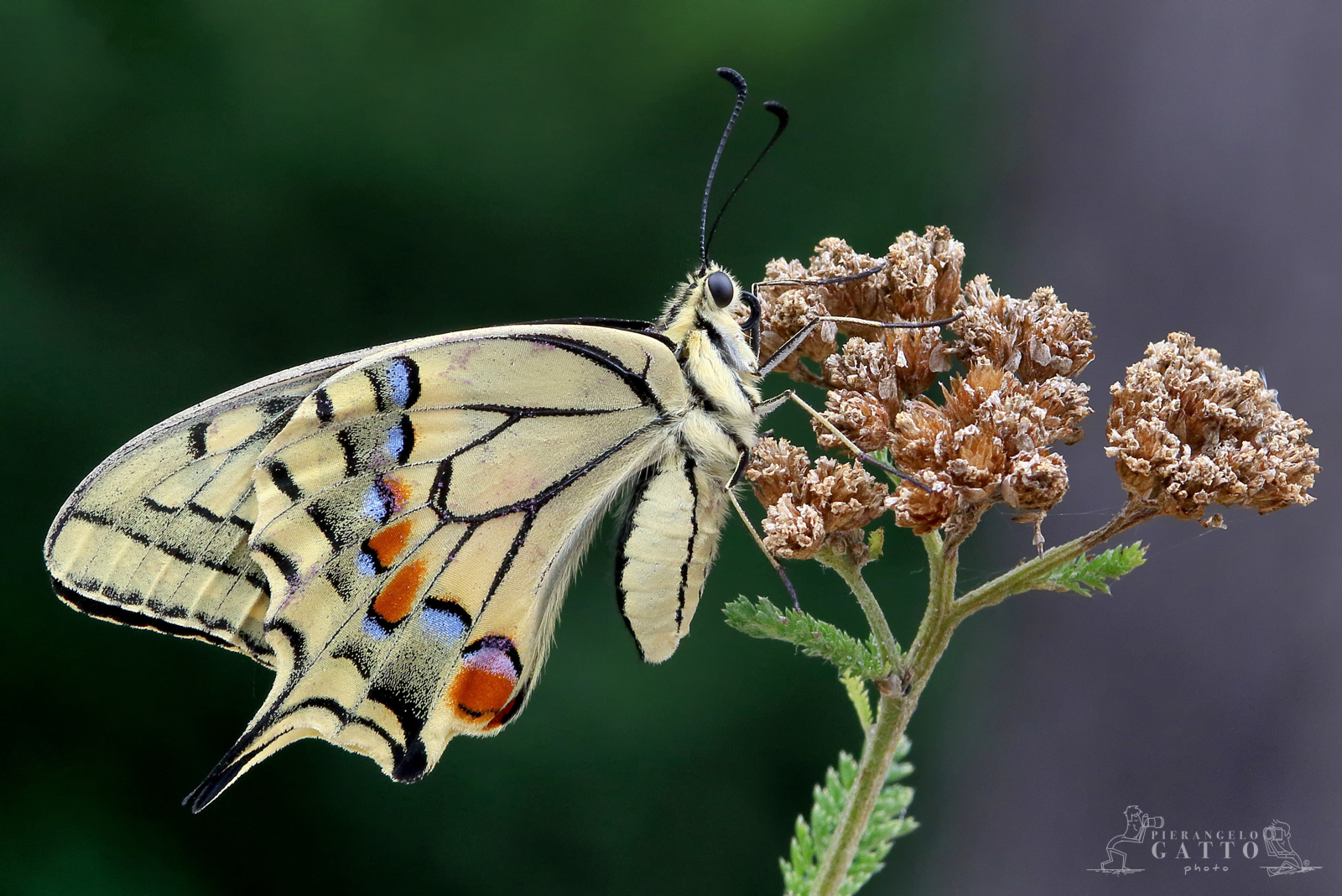 Machaon Papilio