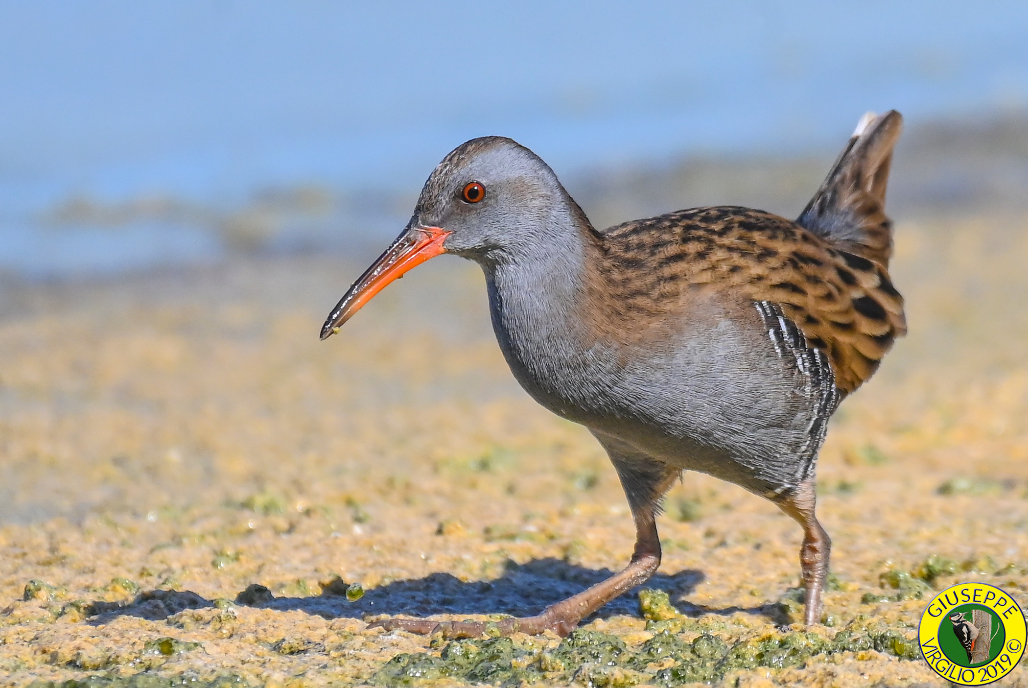 Porciglione - Rallus aquaticus (Sardegna) 2019