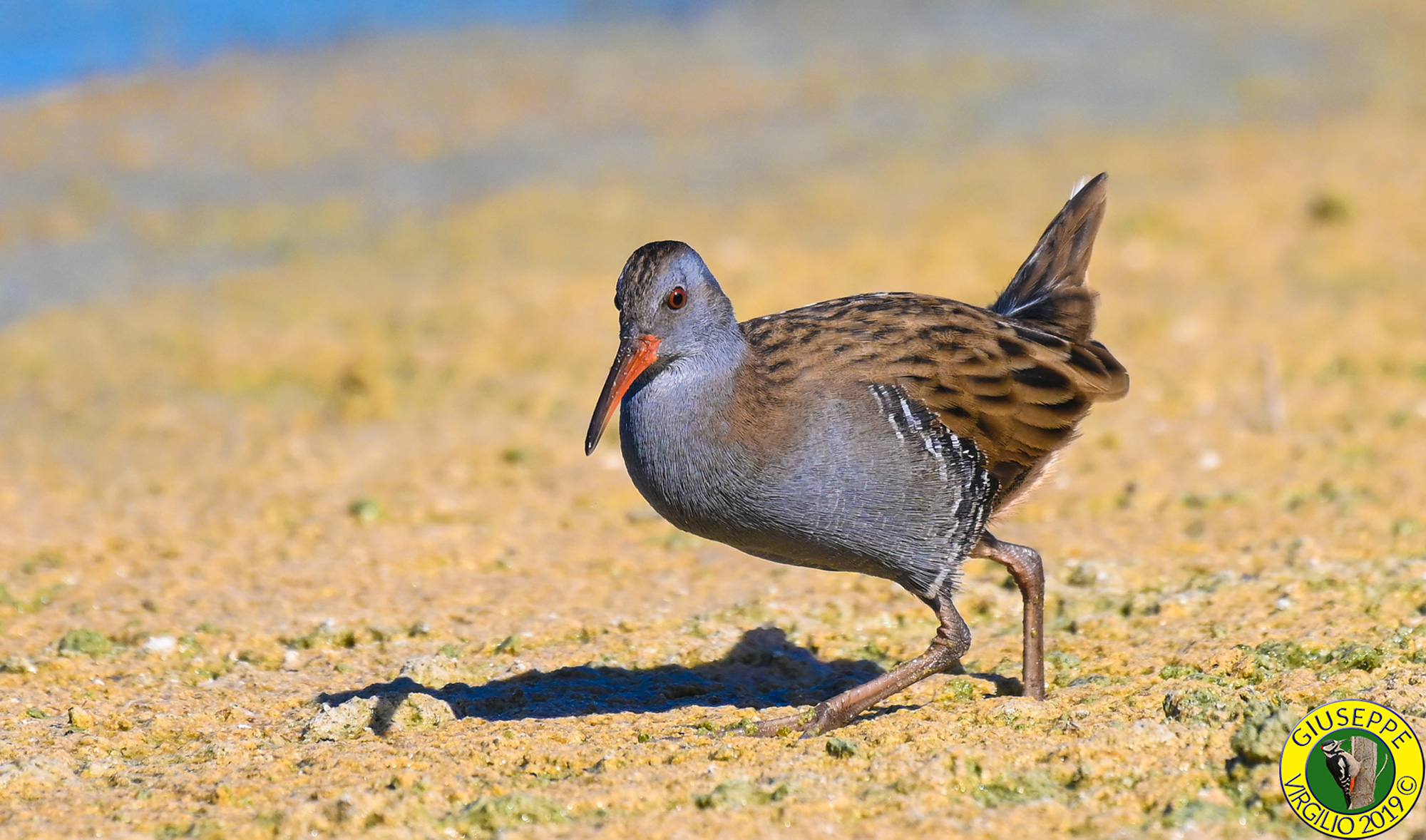 Porciglione - Rallus Aquaticus (Sardegna ) 2019