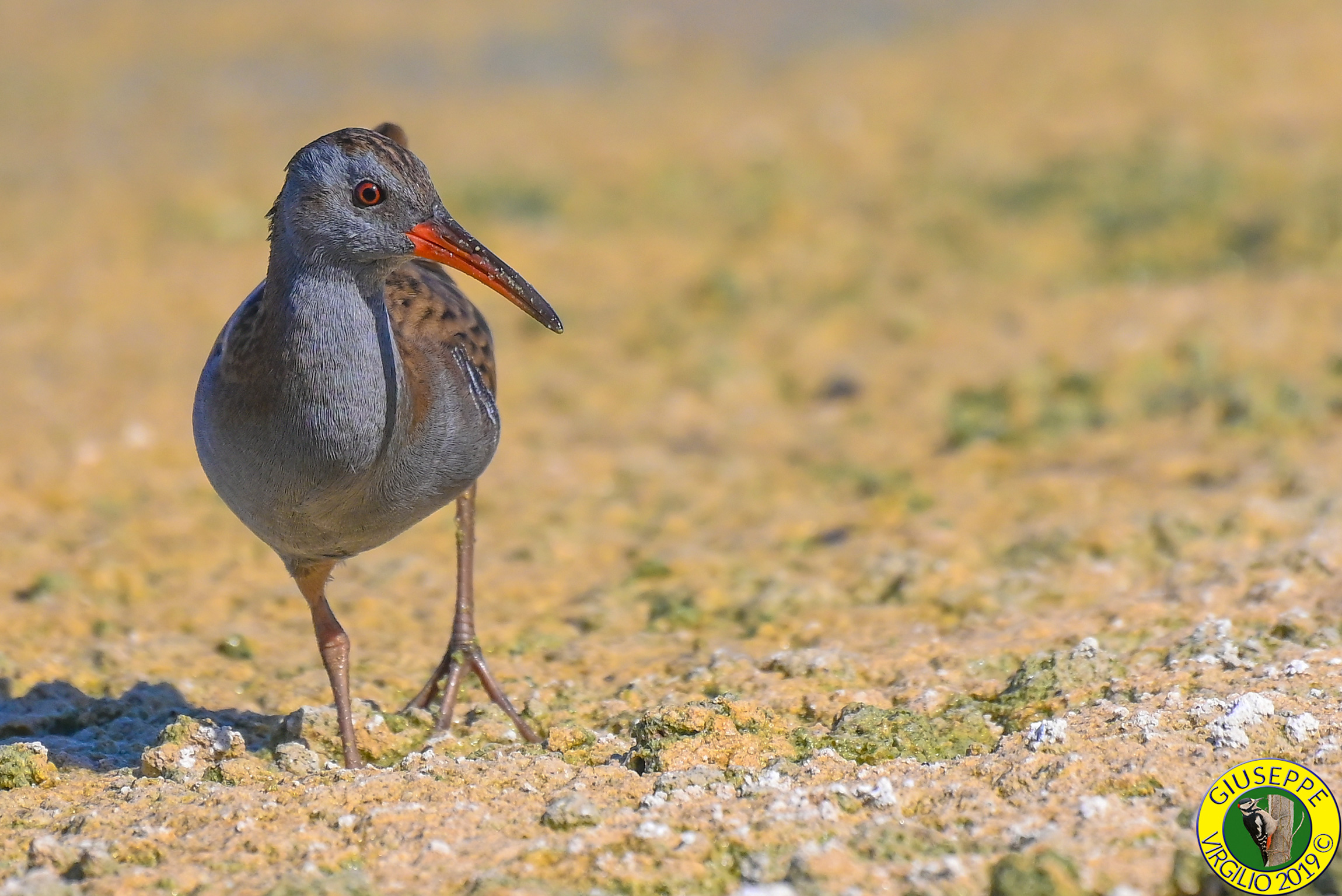 Porciglione - Rallus aquaticus (Sardegna) 2019
