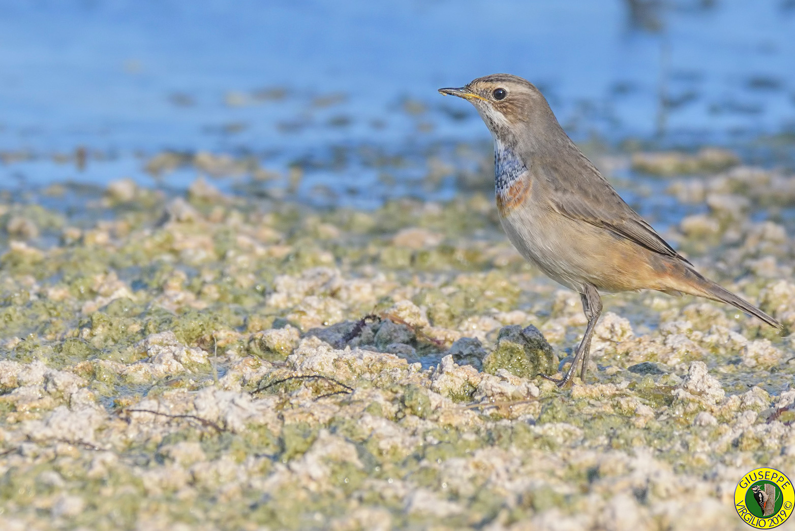 Pettazzurro -Luscinia svecica (Linnaeus, 1758) Sardegna