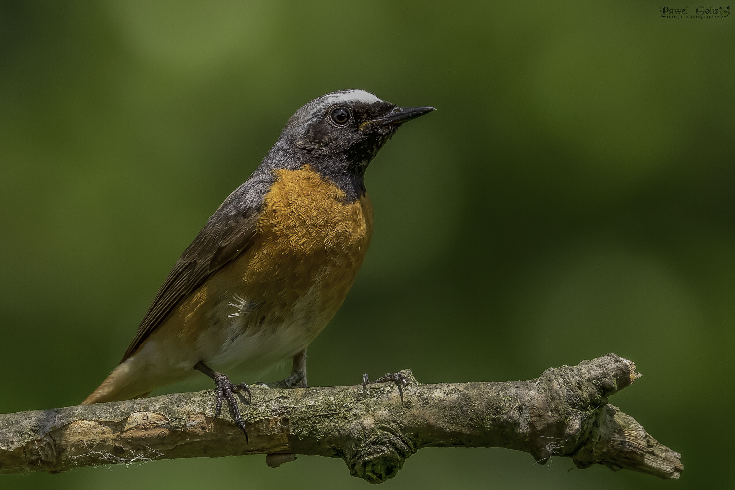 Rosso comune (Phoenicurus phoenicurus)