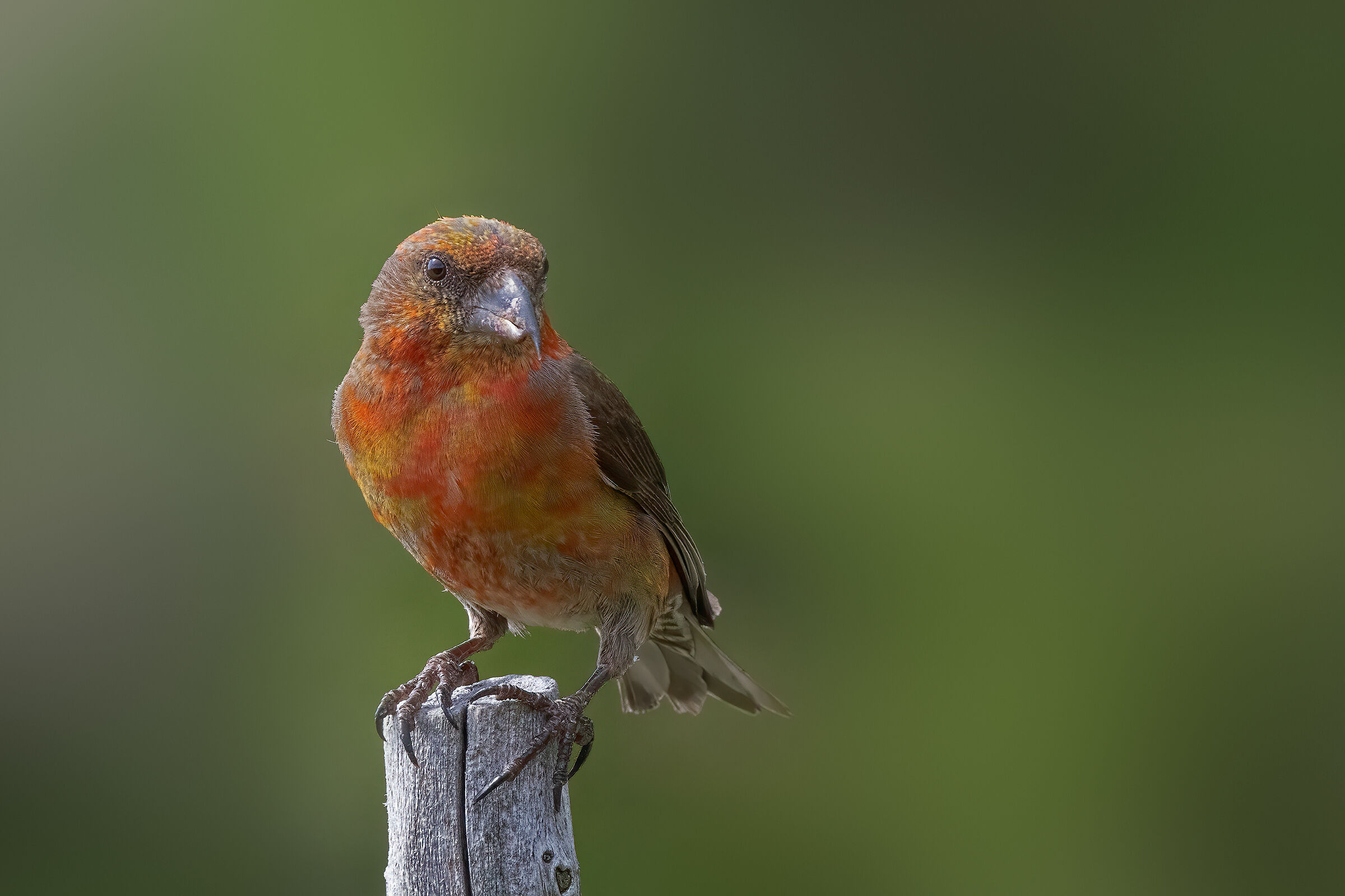 Crociere maschio - Estate 2020