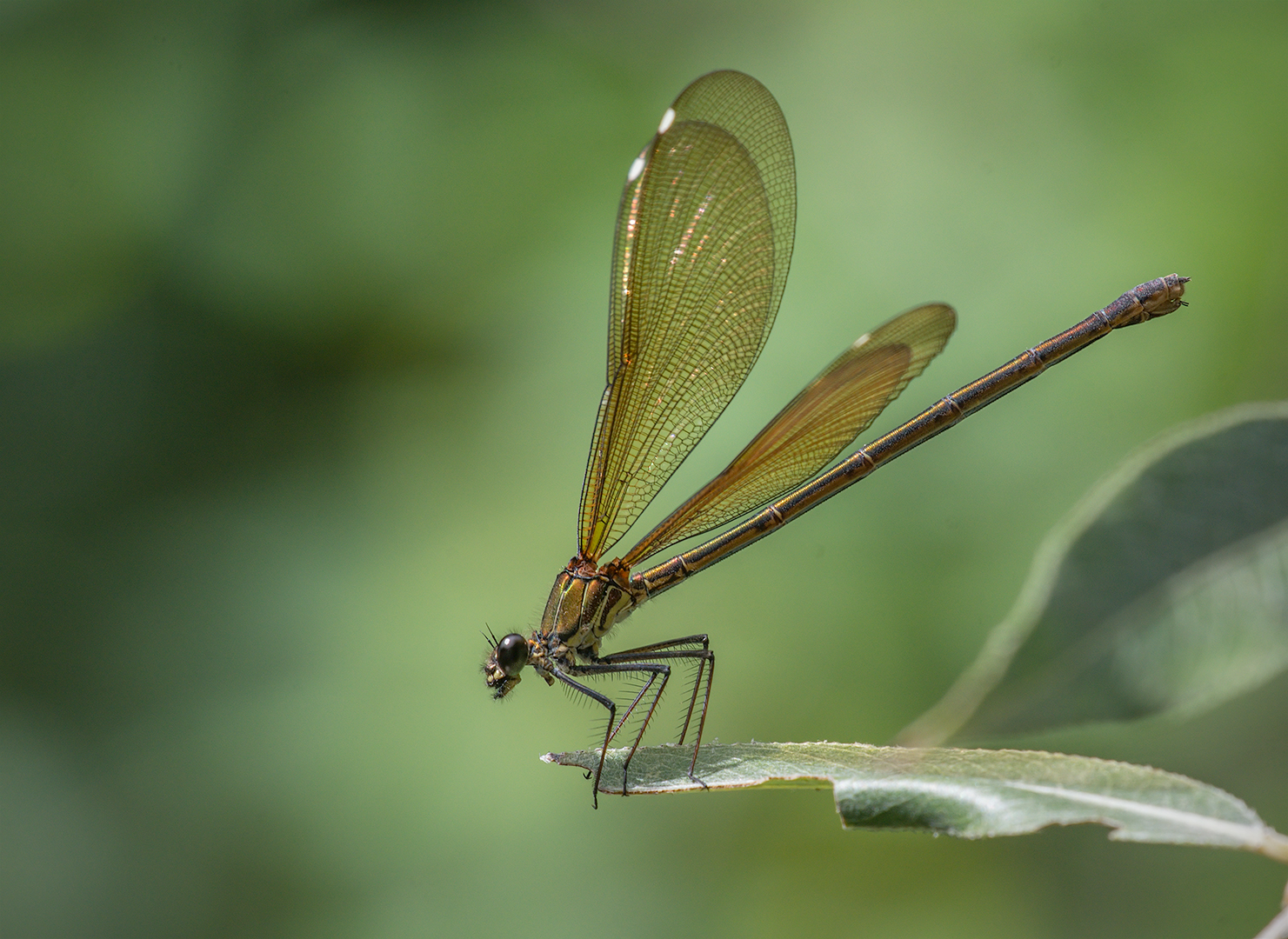 Bridesmaid (Calopteryx haemorrhoidalis female)