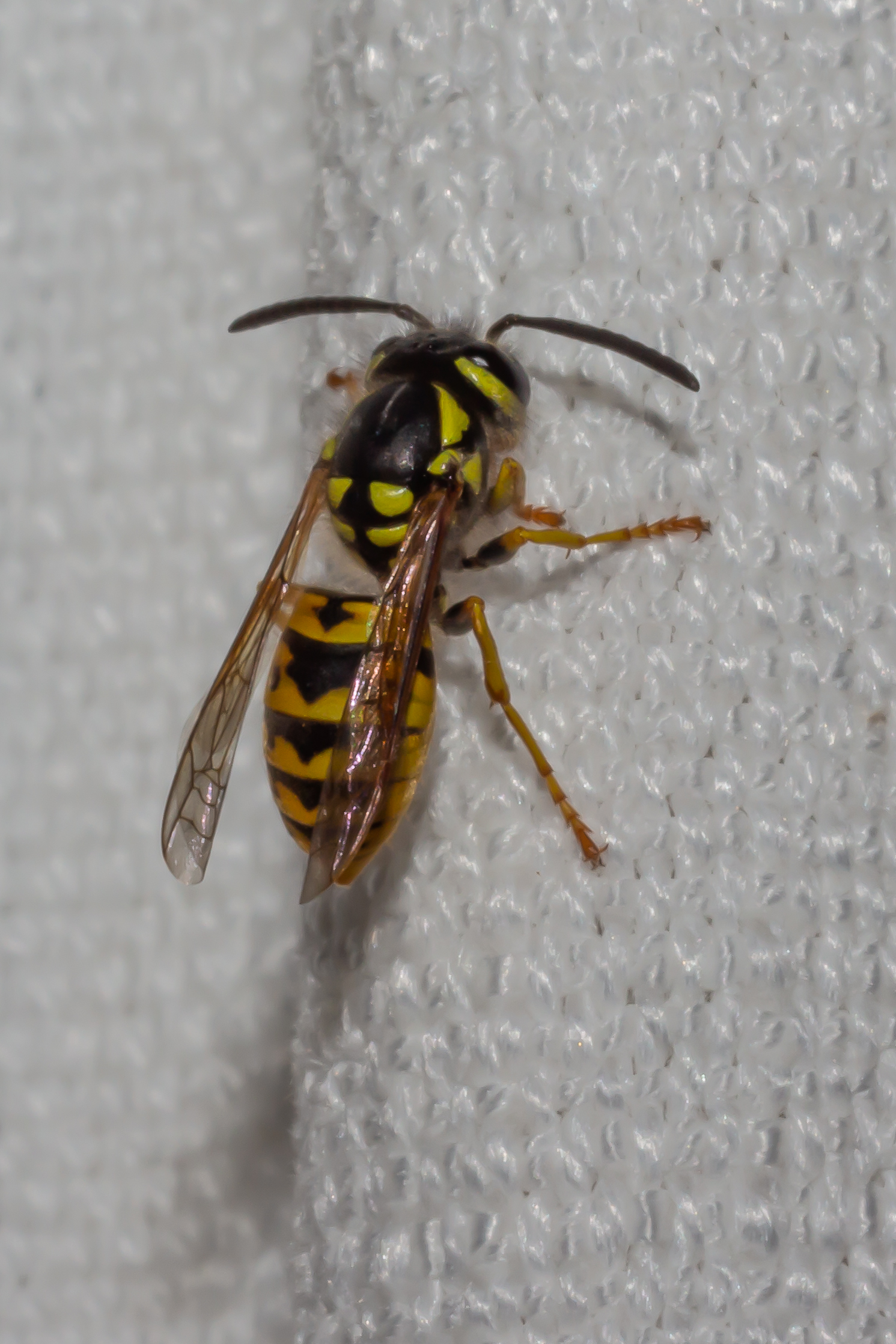 Wasp 1
