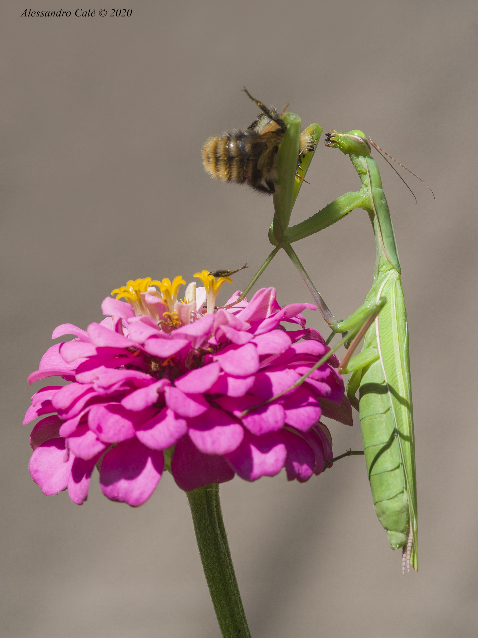 Mantis religiosa (Mantide religiosa) 7157
