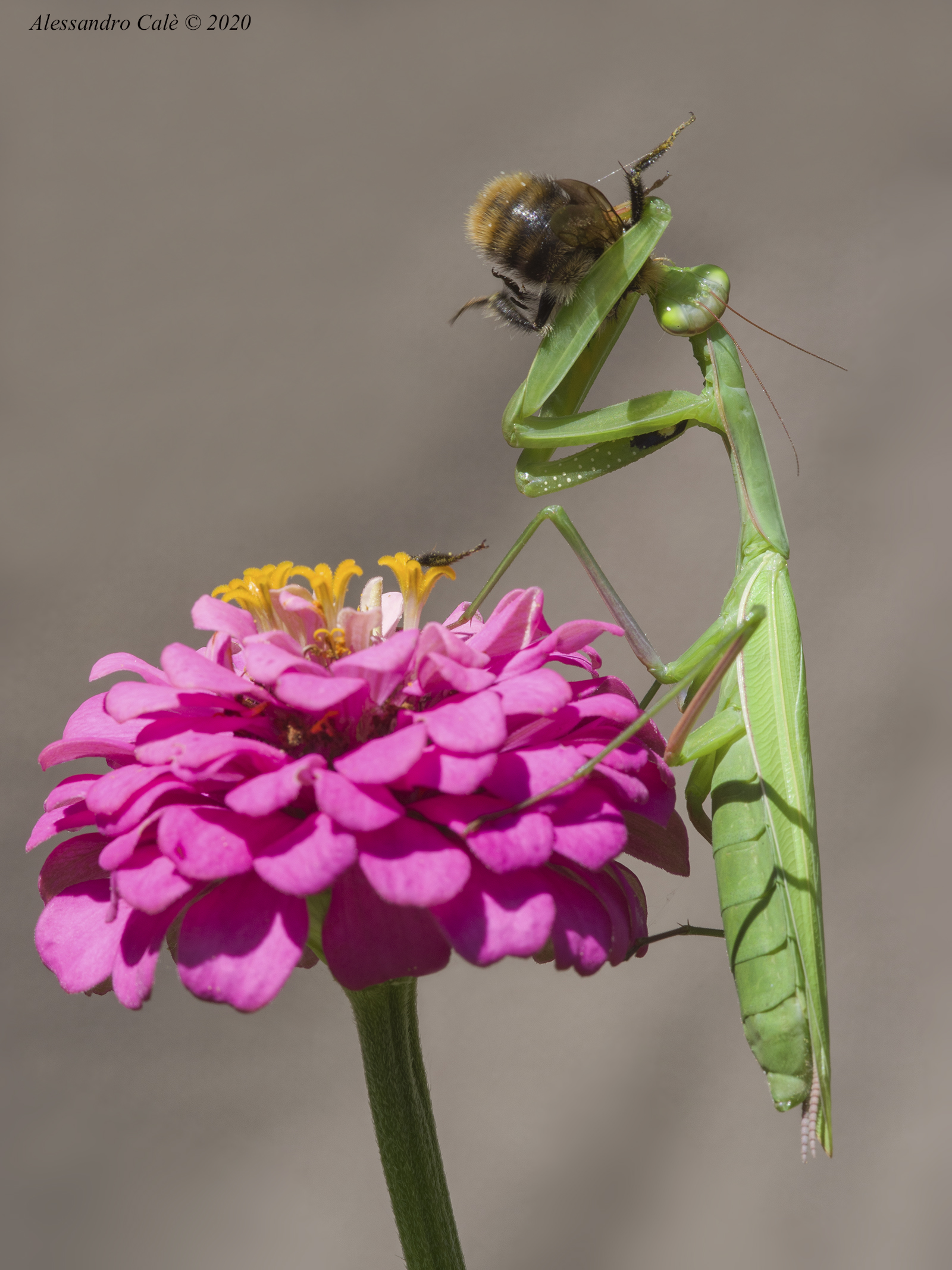 Mantis religiosa (Mantide religiosa) 7051