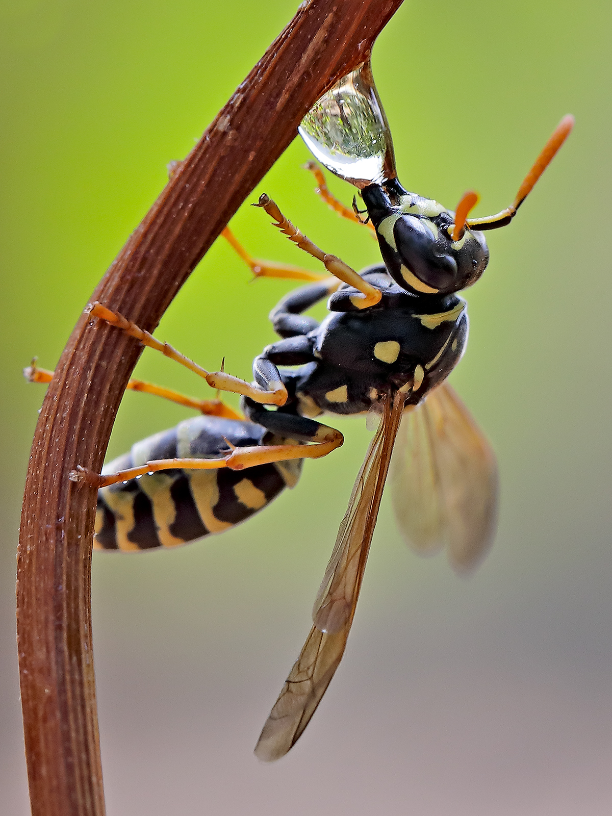 wasp