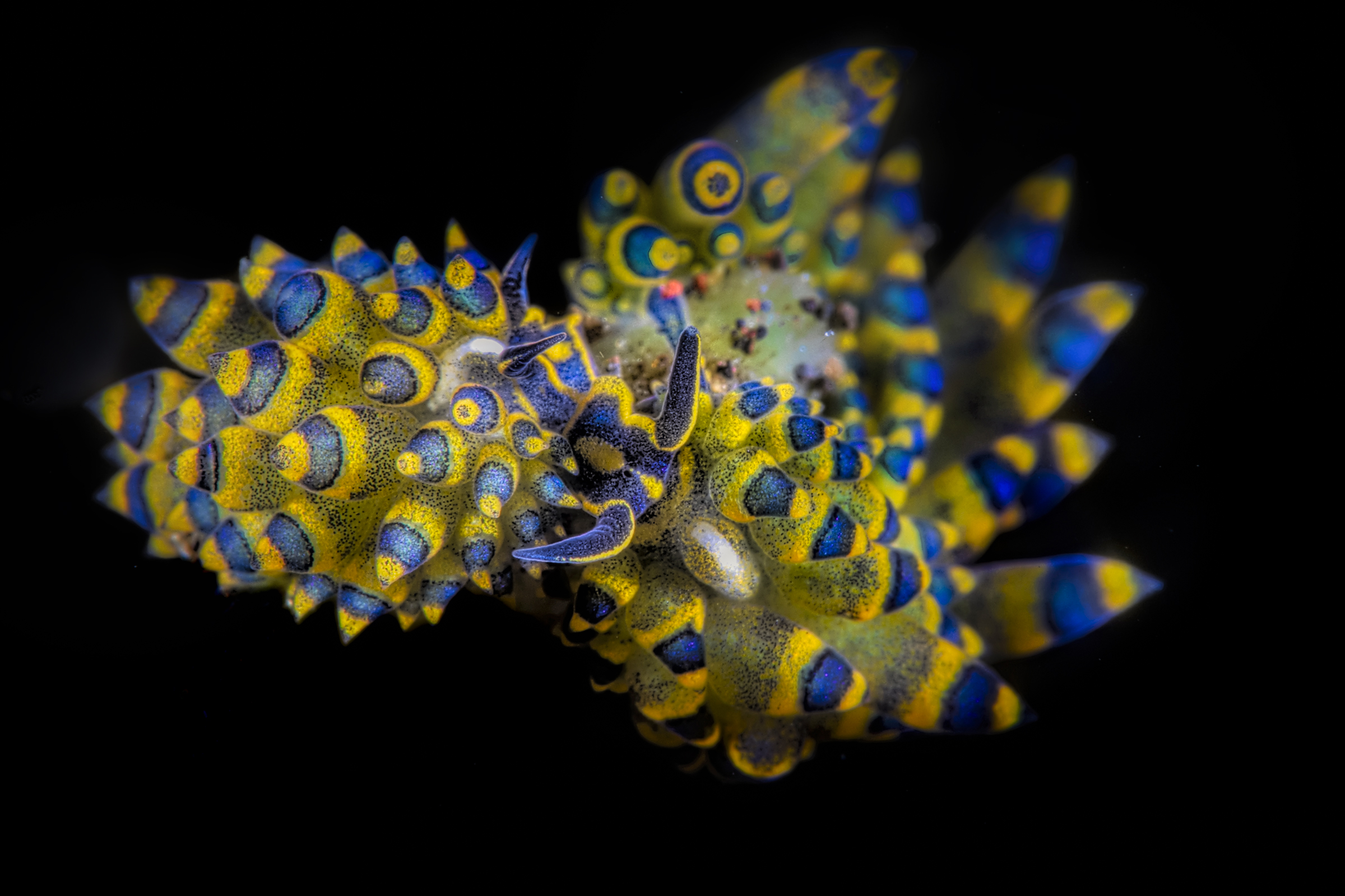 pair in love  Stiliger ornatus.