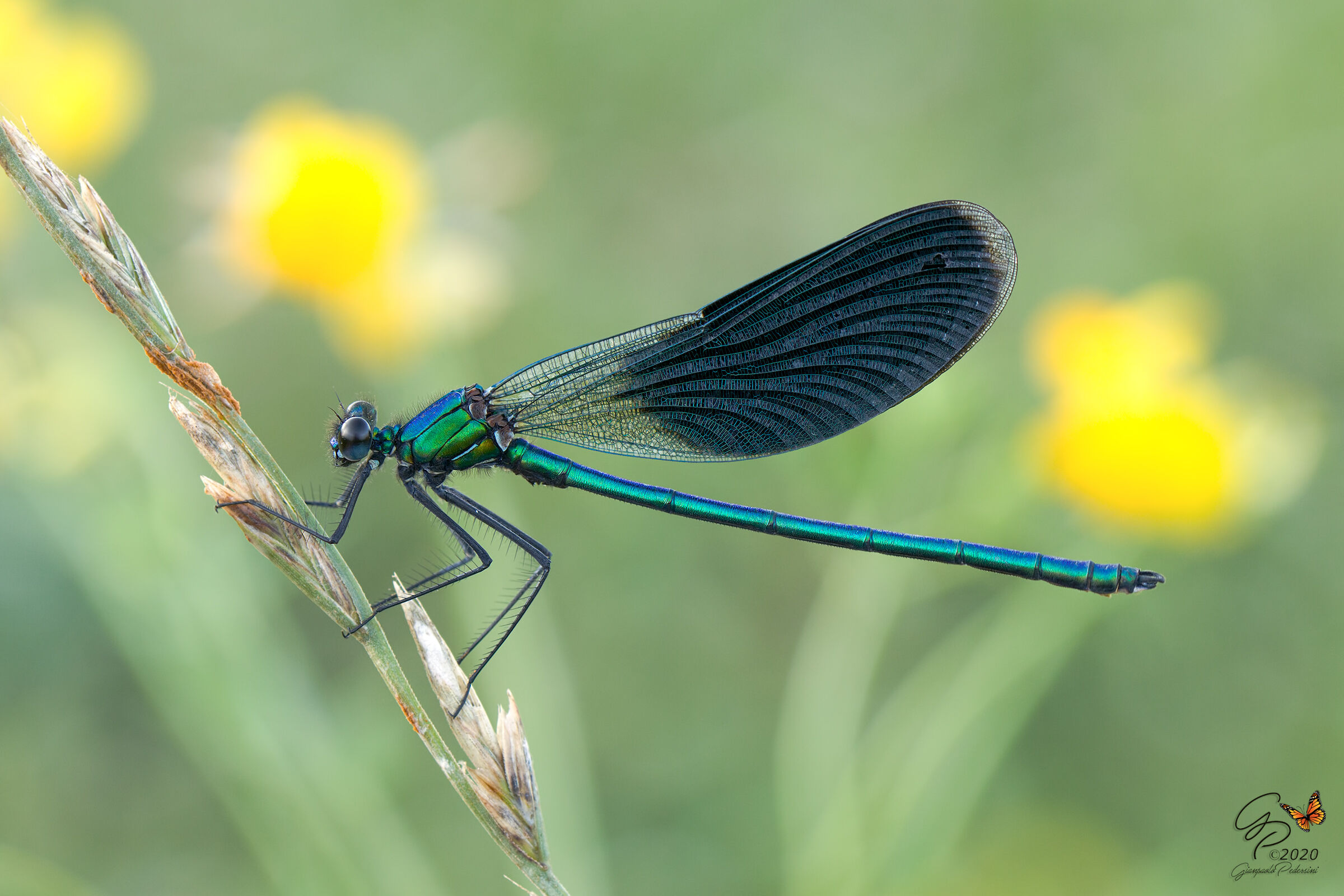 Calopteryx splendens (maschio)