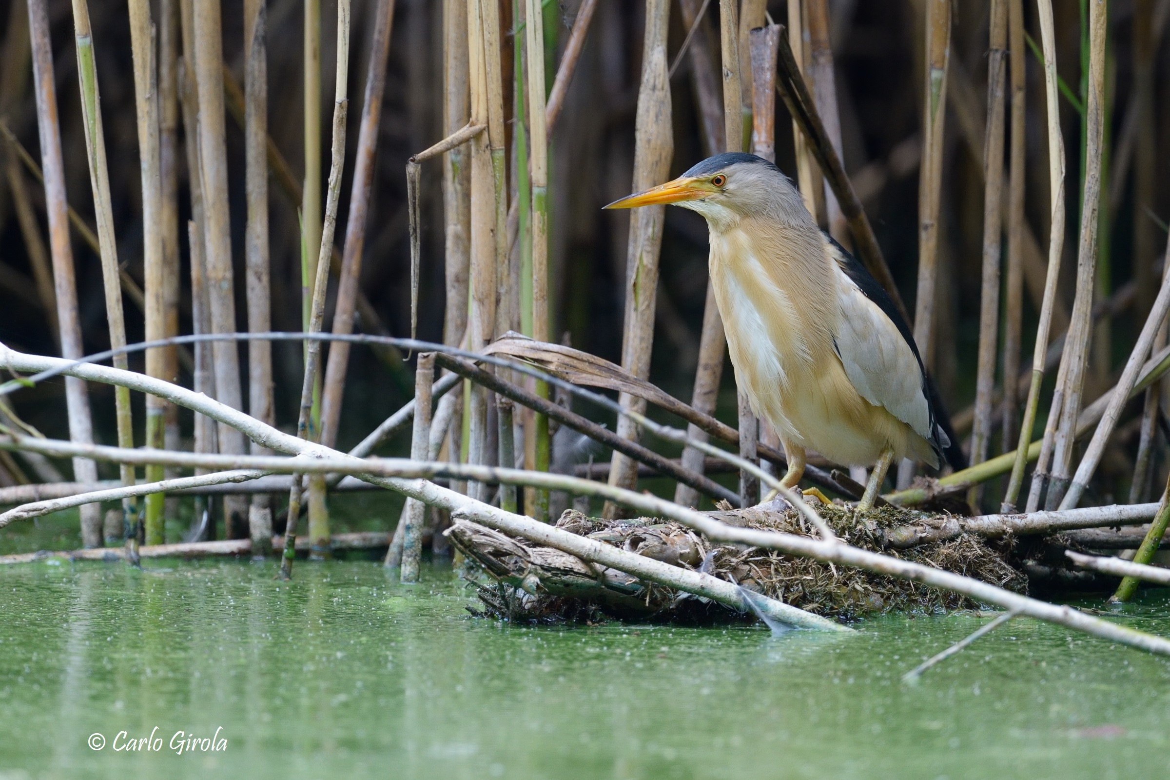 Tarabusino (Ixobrychus minutus)