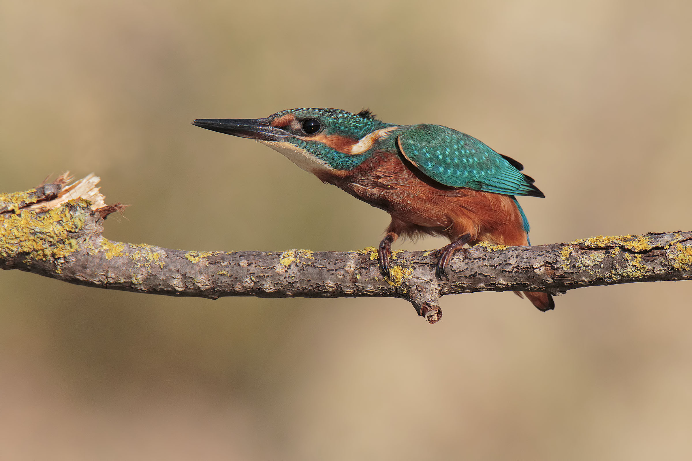 Banzaiiiii....  "Martin pescatore"