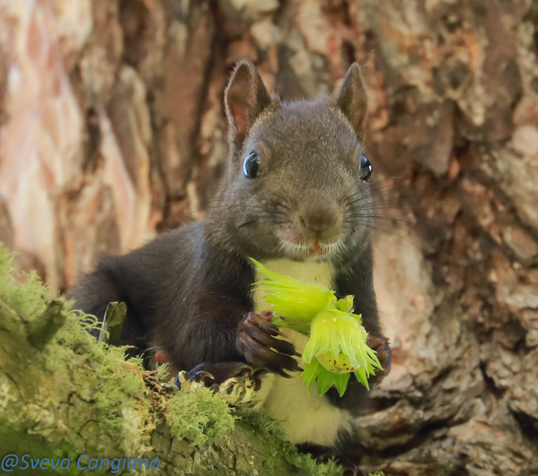 Tyrolean squirrel