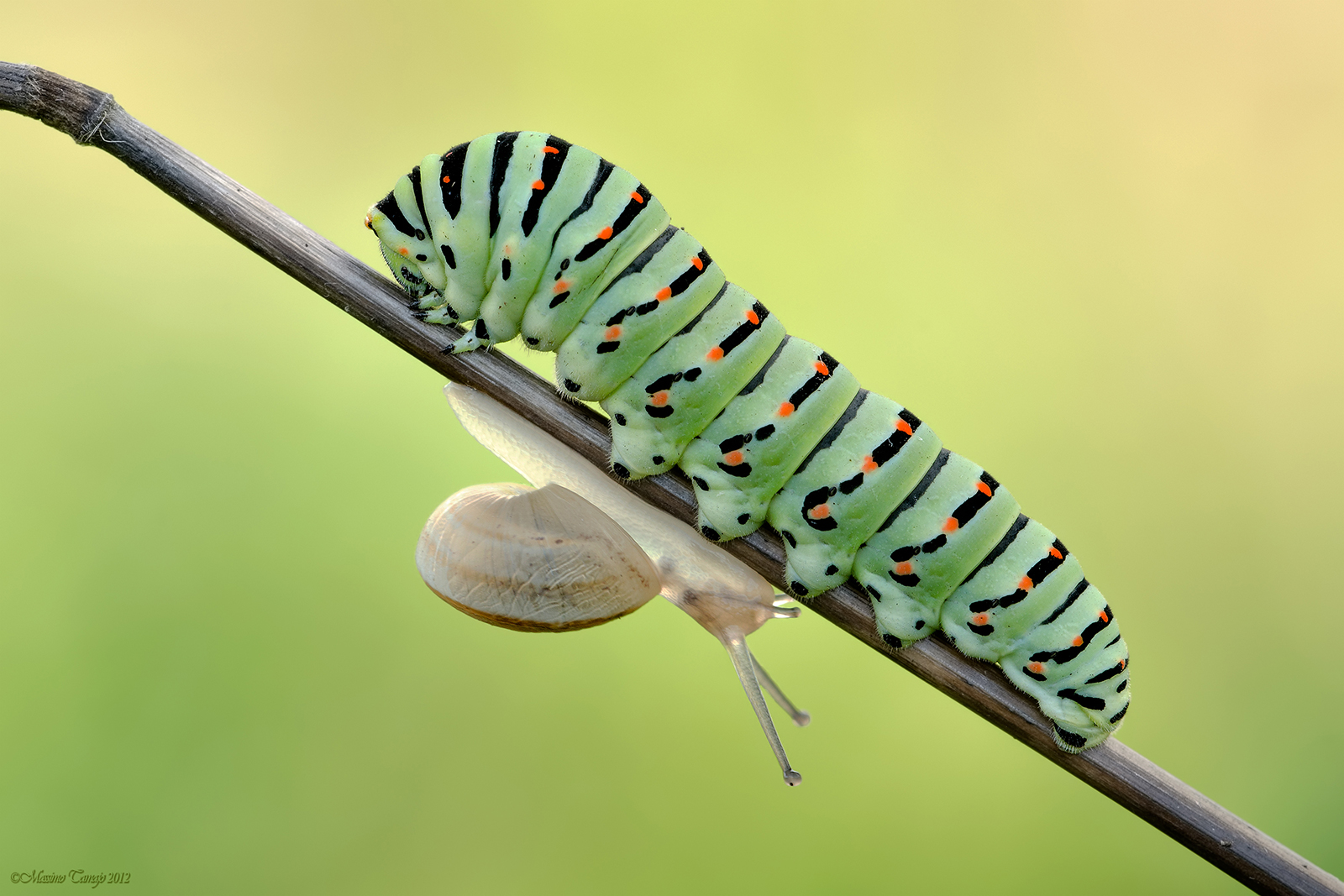 There are those who go down there and salt ...