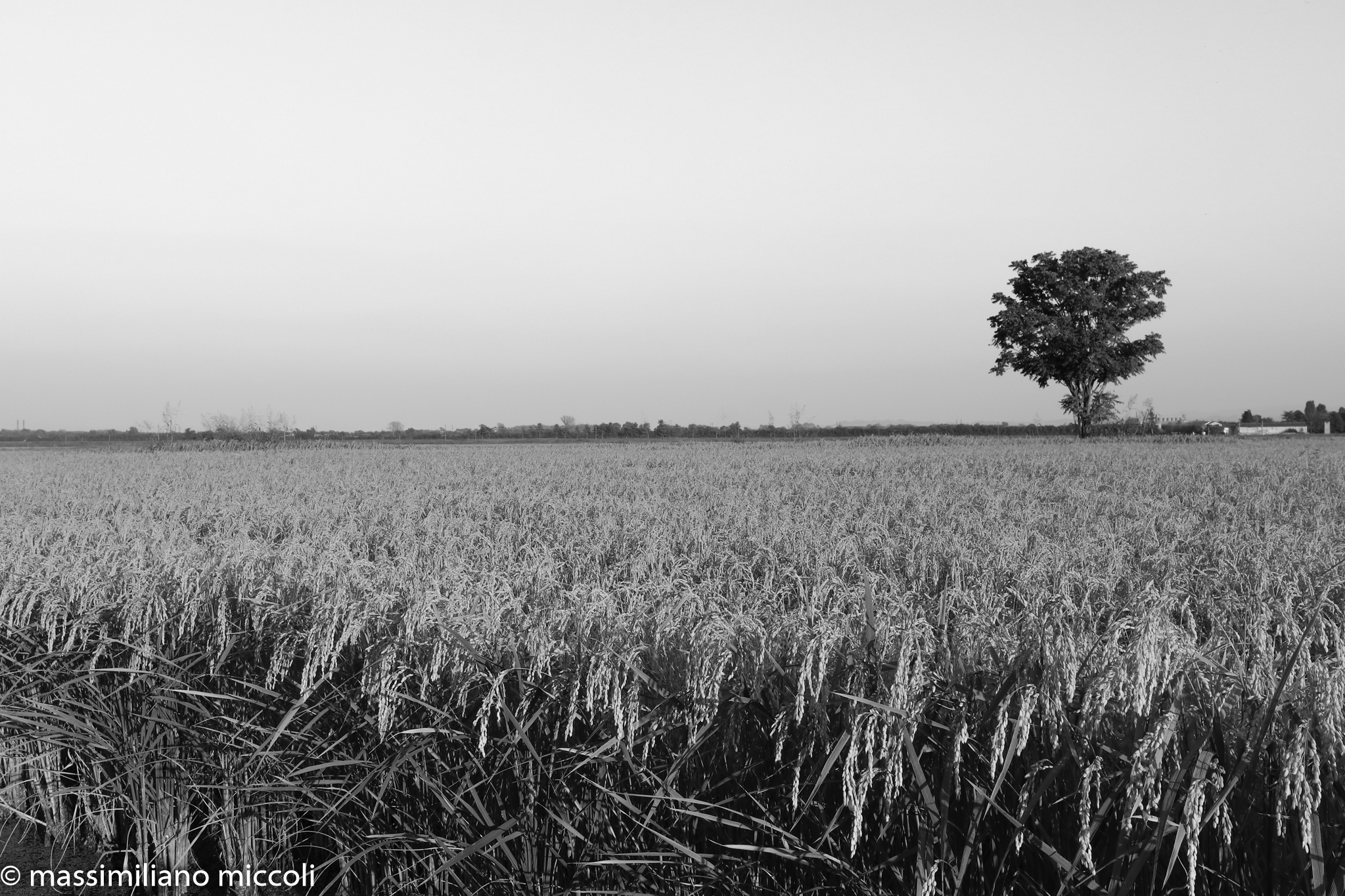 The rice culture